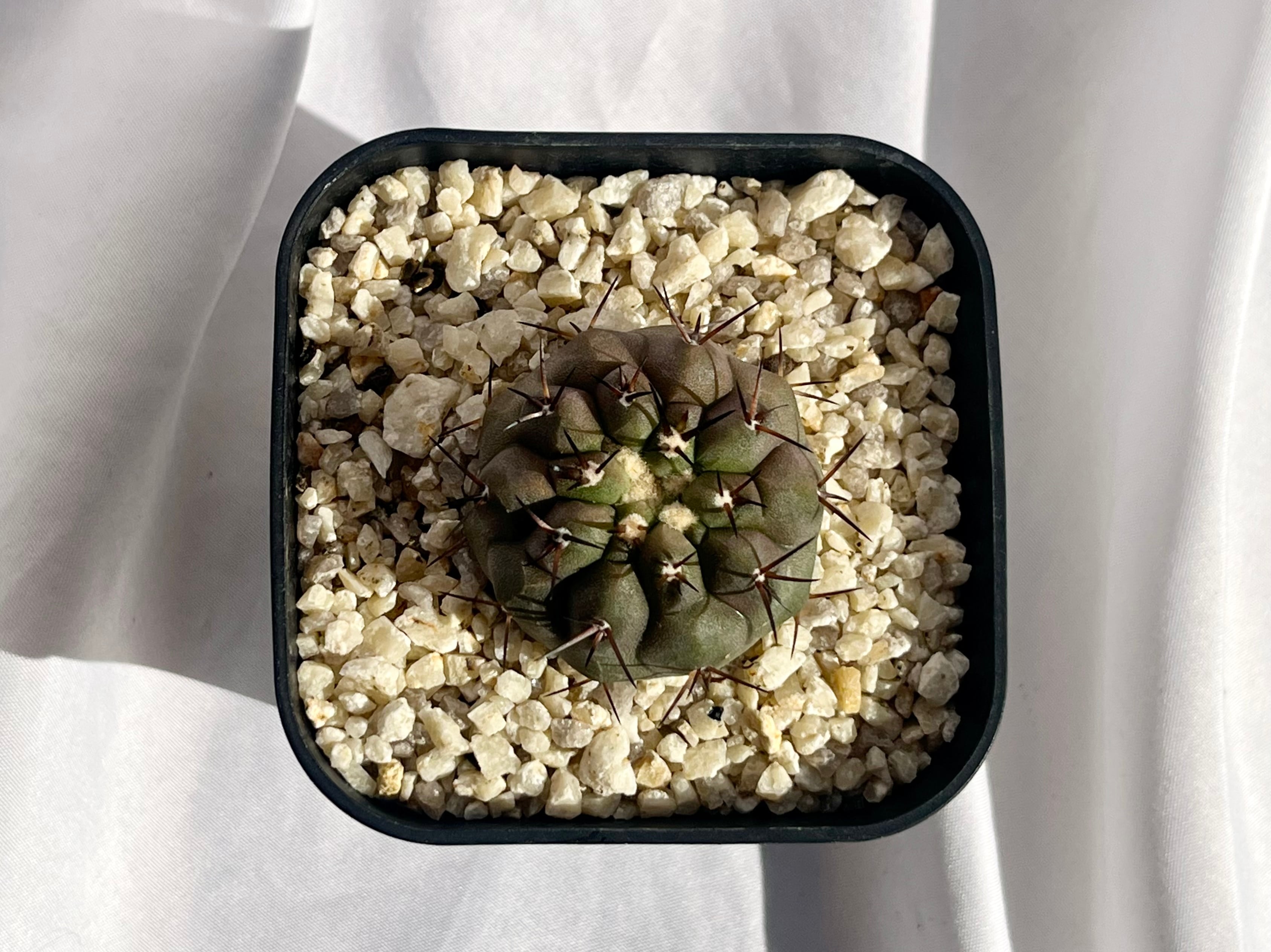 Copiapoa cinerea var. columna-alba コピアポア コルムナアルバ