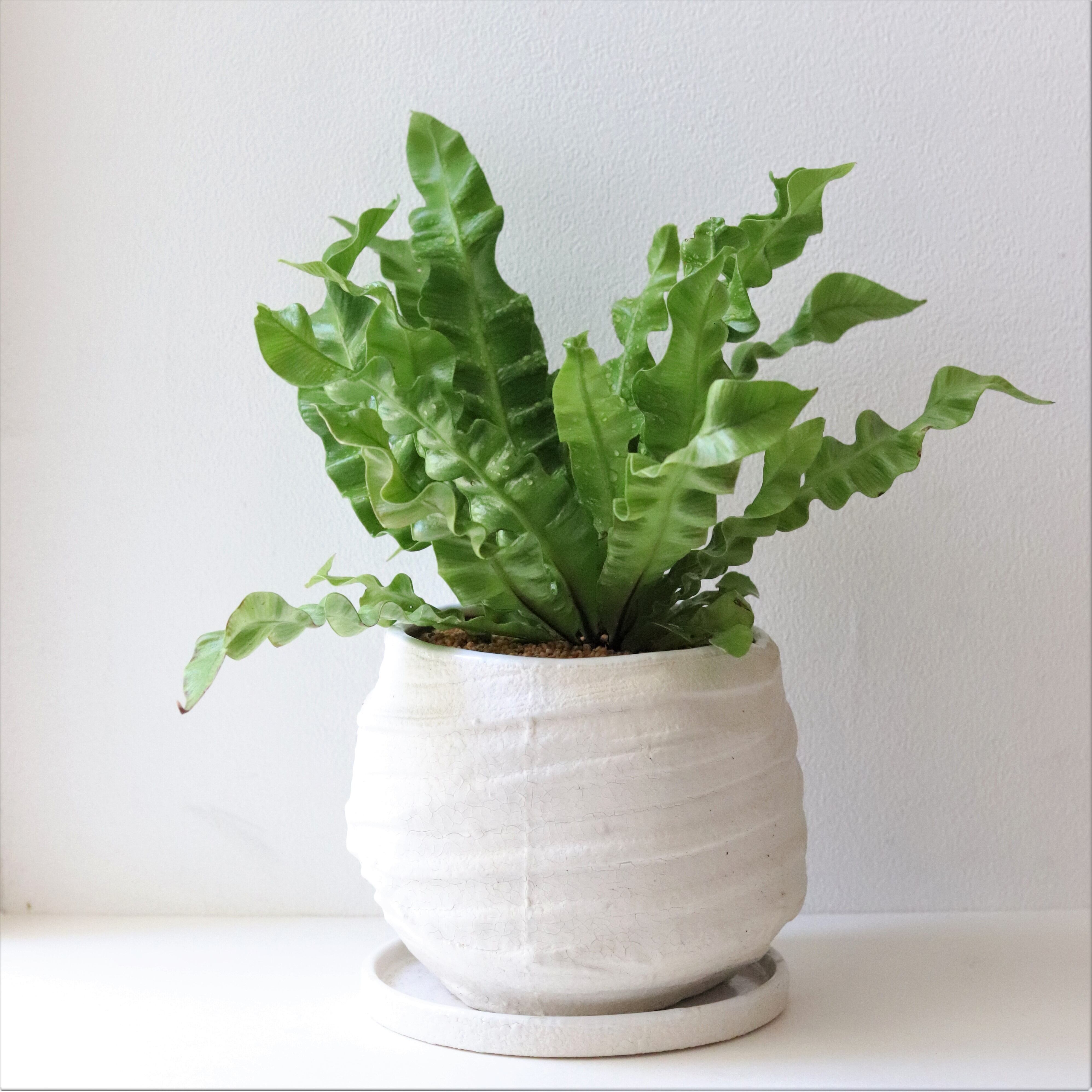 グリーン エメラルドウェーブ ジーフラットインテリアショップ Online Shop