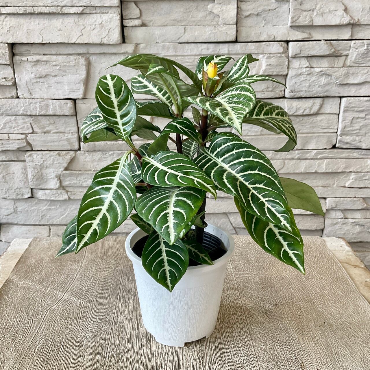 観葉植物 アフェランド ダニア 4 5寸鉢 橋本種苗園