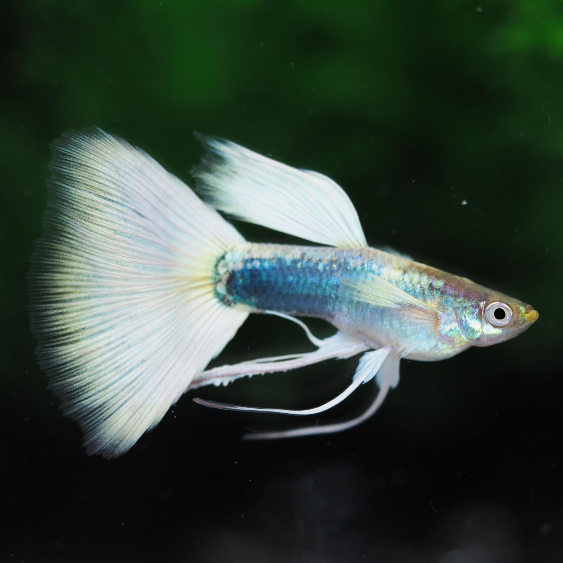 グッピー❗️ GUPPY | 伊豆グッピーファーム