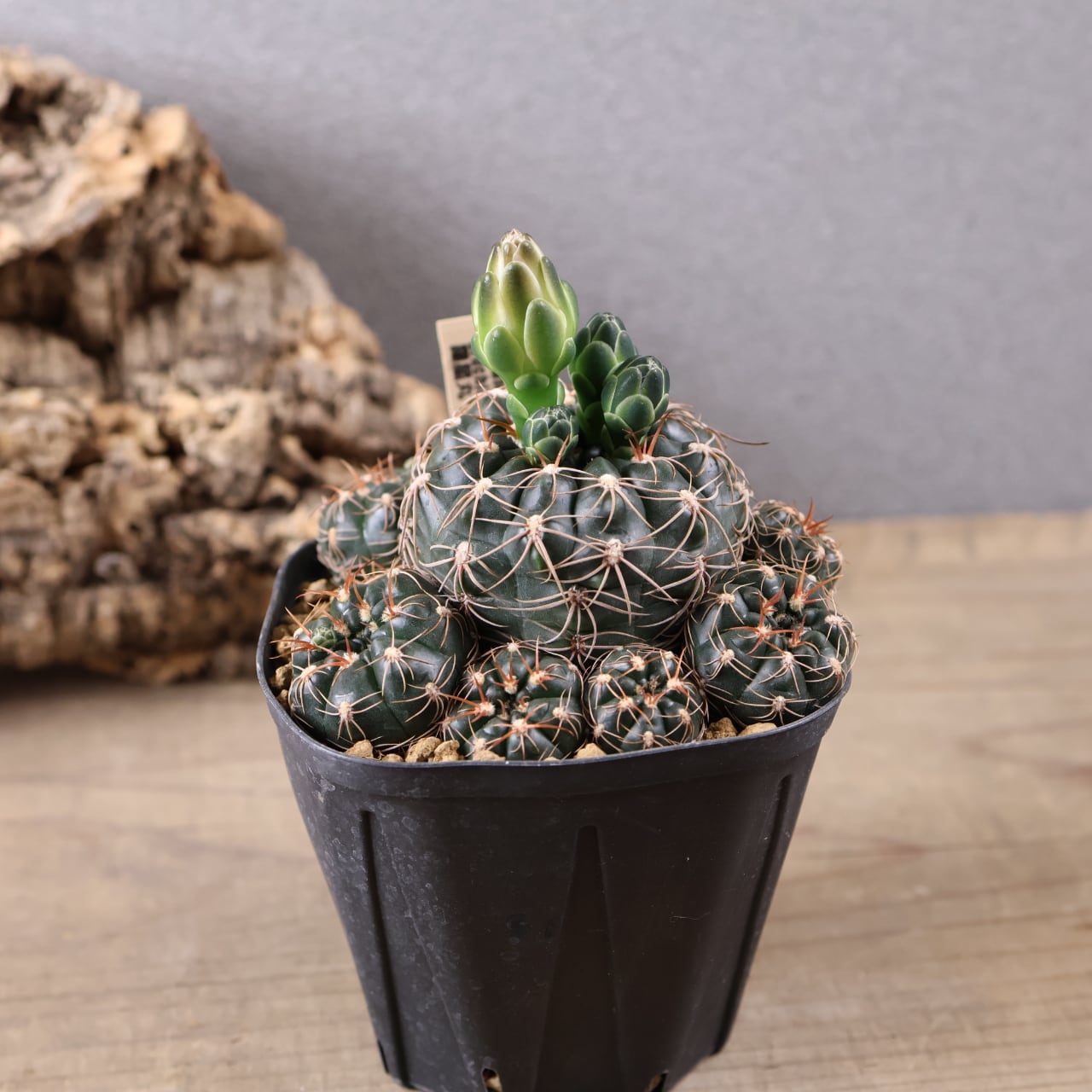 313 剥ける樹皮が魅せる『ブルセラ ファガロイデス Bursera fagaroides