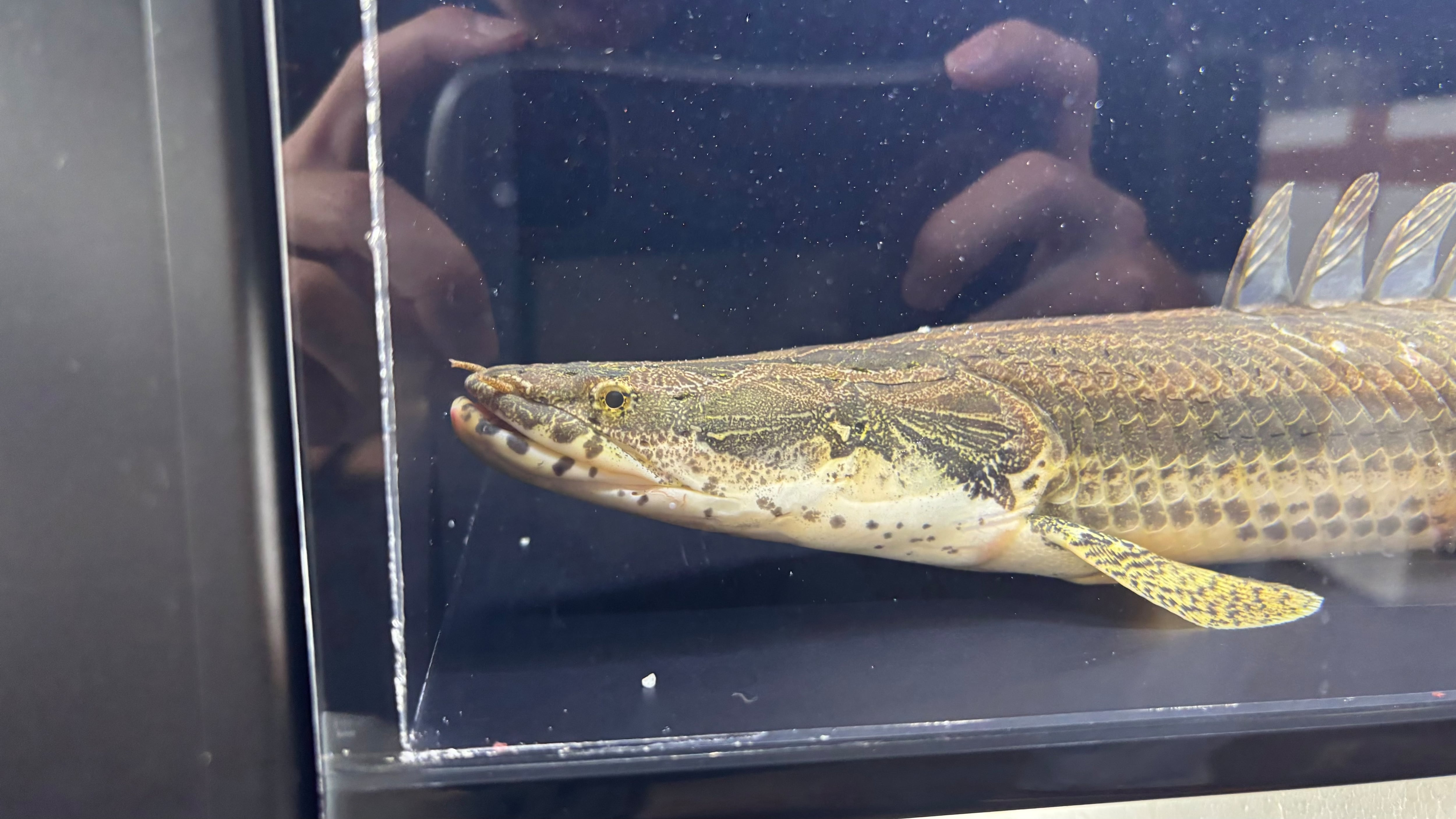 ギニア便　ワイルドＰｏ.ラプエン　ミロ川産　26㎝ほど 2025年最新Yahoo!オークション -ギニア(魚類、水生生物)の中古品