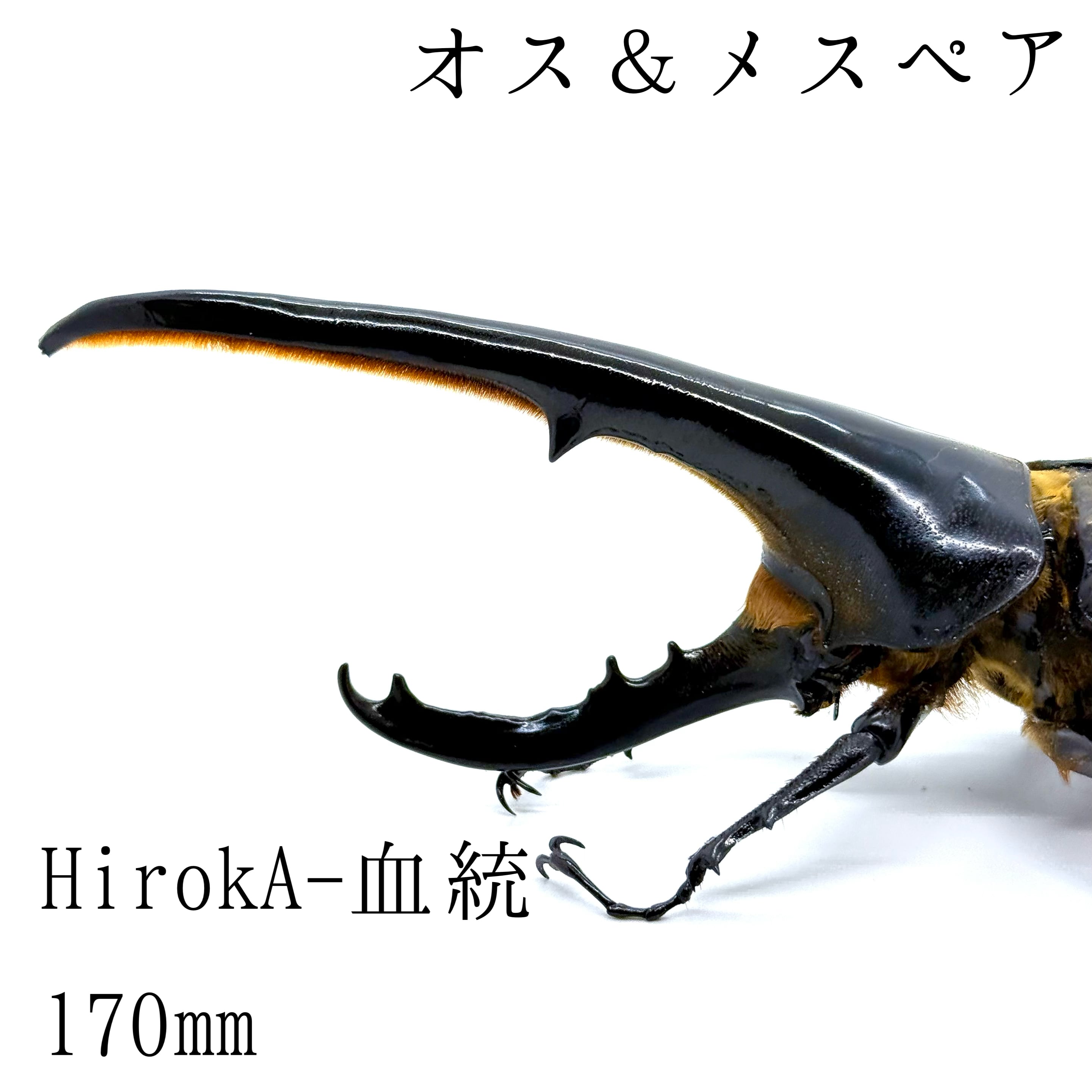 170㎜ / 成虫 / オス&メスペア / ヘラクレスオオカブト