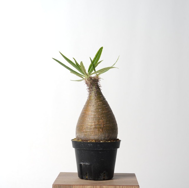 パキポディウム グラキリス no.26〈発根済み〉