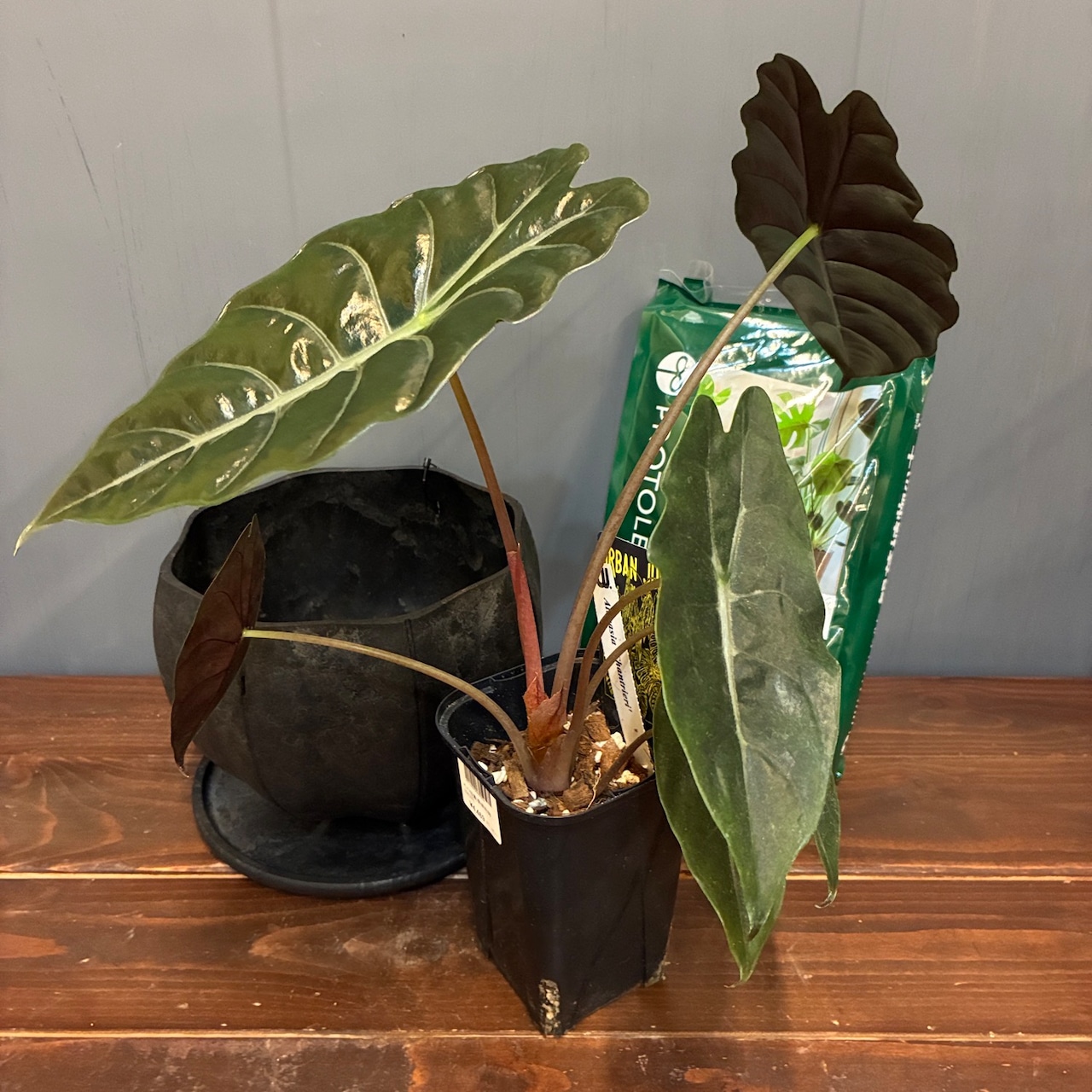 【秋の植え替えフェア対象】【セット】アロカシア　シャントリエリ