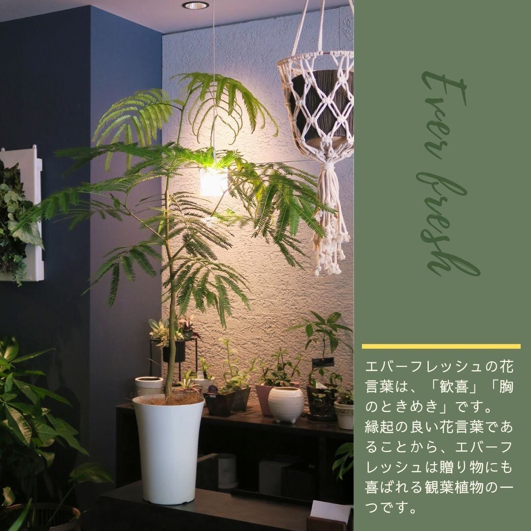 送料無料 エバーフレッシュ 7号 Hana Pochi