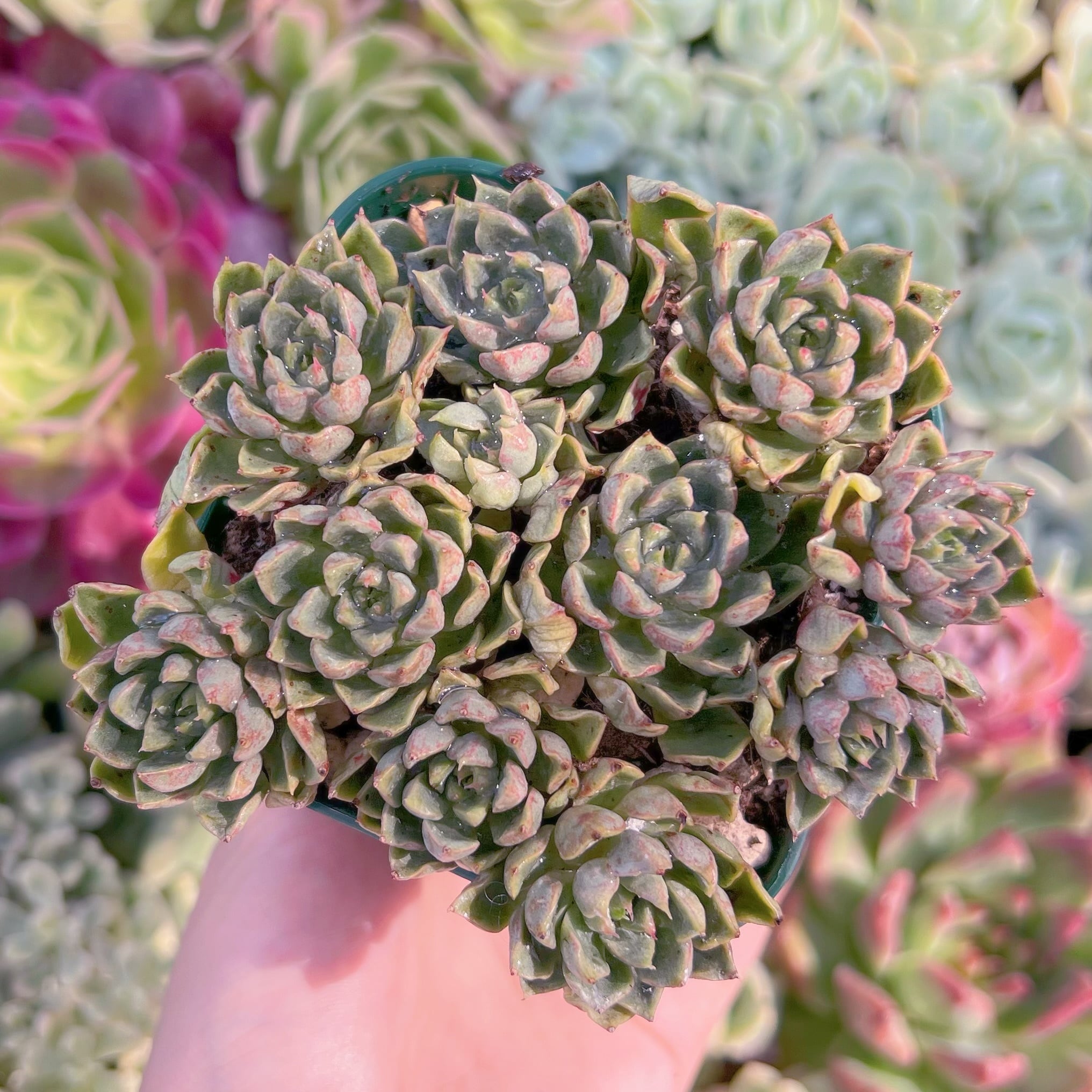 現品　ブラッドスワロー#015　群生　るる農園