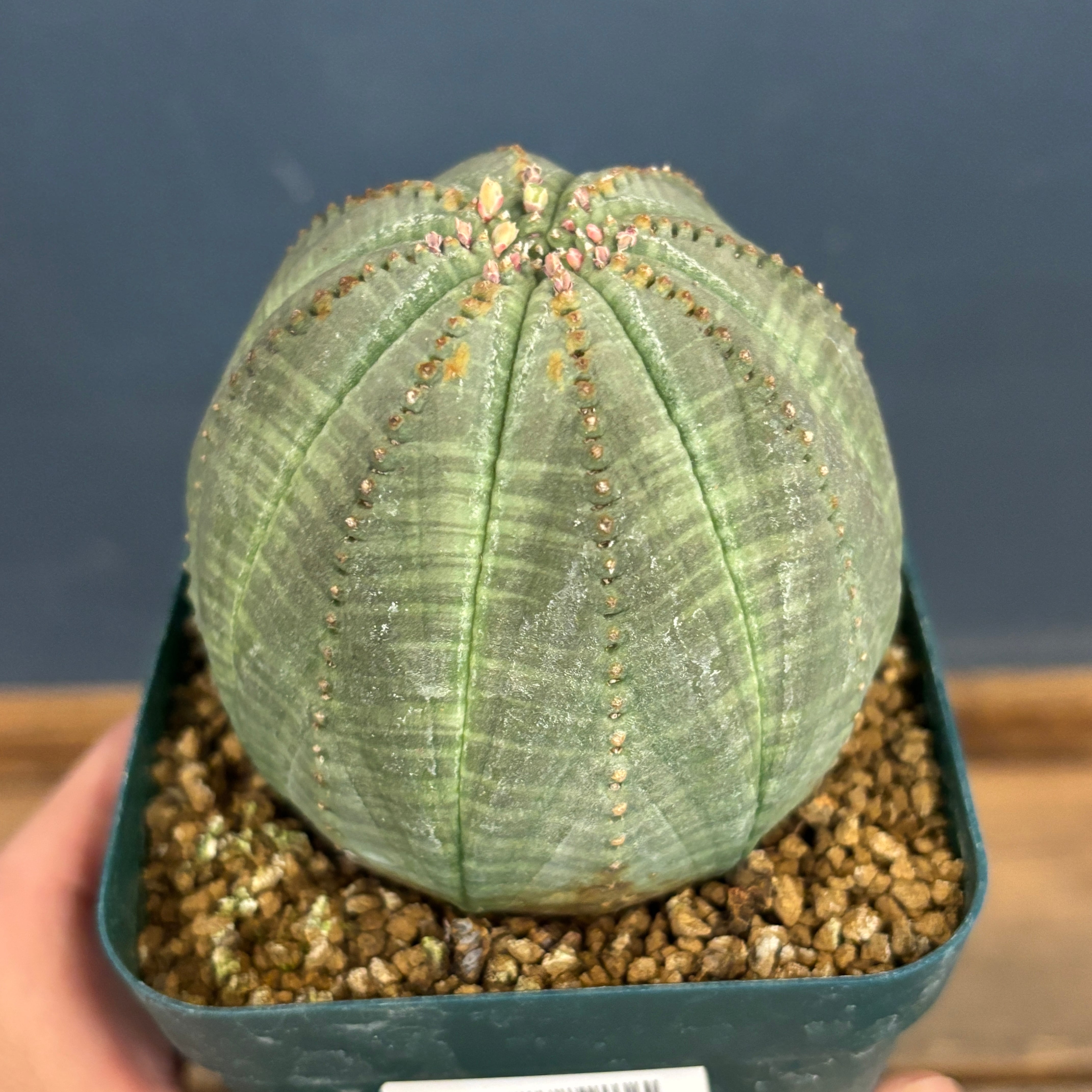 D*8様 ユーフォルビア オベサ 実生選抜 増稜タイプ ギザギザ個性派 美形株 D*8様 ユーフォルビア オベサ 実生選抜 増稜タイプ ギザギザ個性派