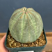 ユーフォルビア　オベサ【379】