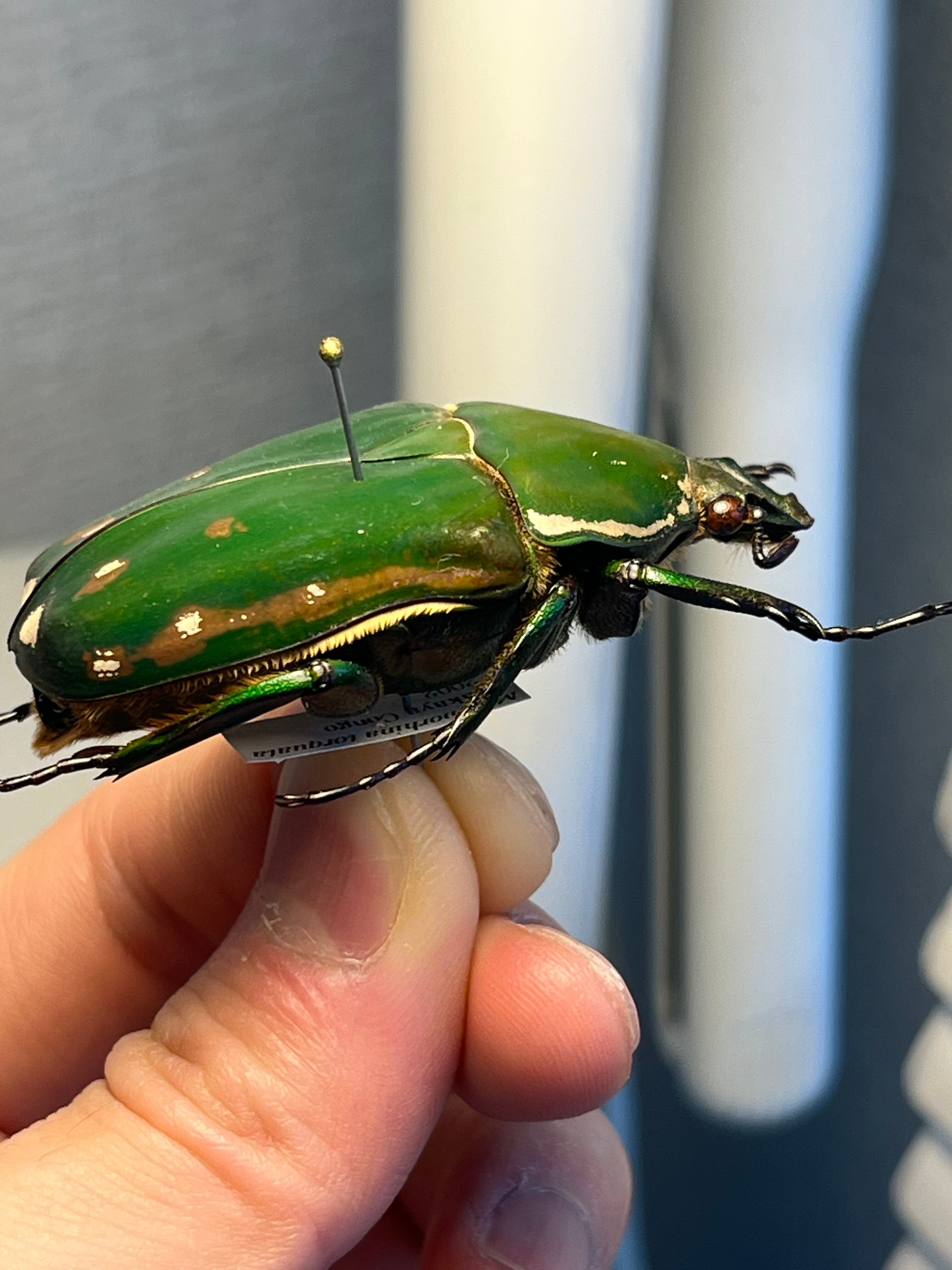 属内最大種】クビワオオツノハナムグリ カナブン ゴライアスオオツノ