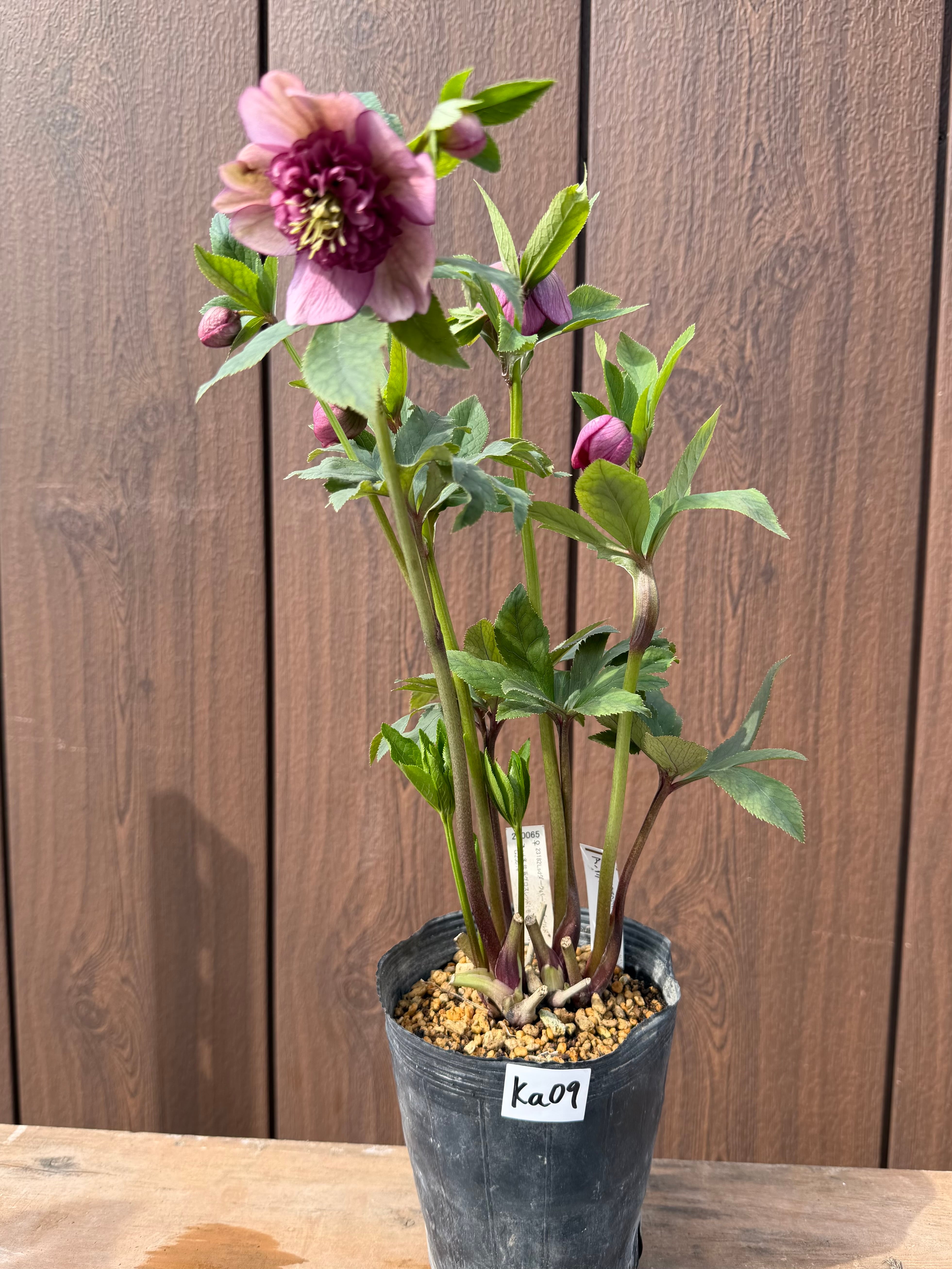 アンティークモーリー グロス交配 加藤農園 クリスマスローズ【Ka09