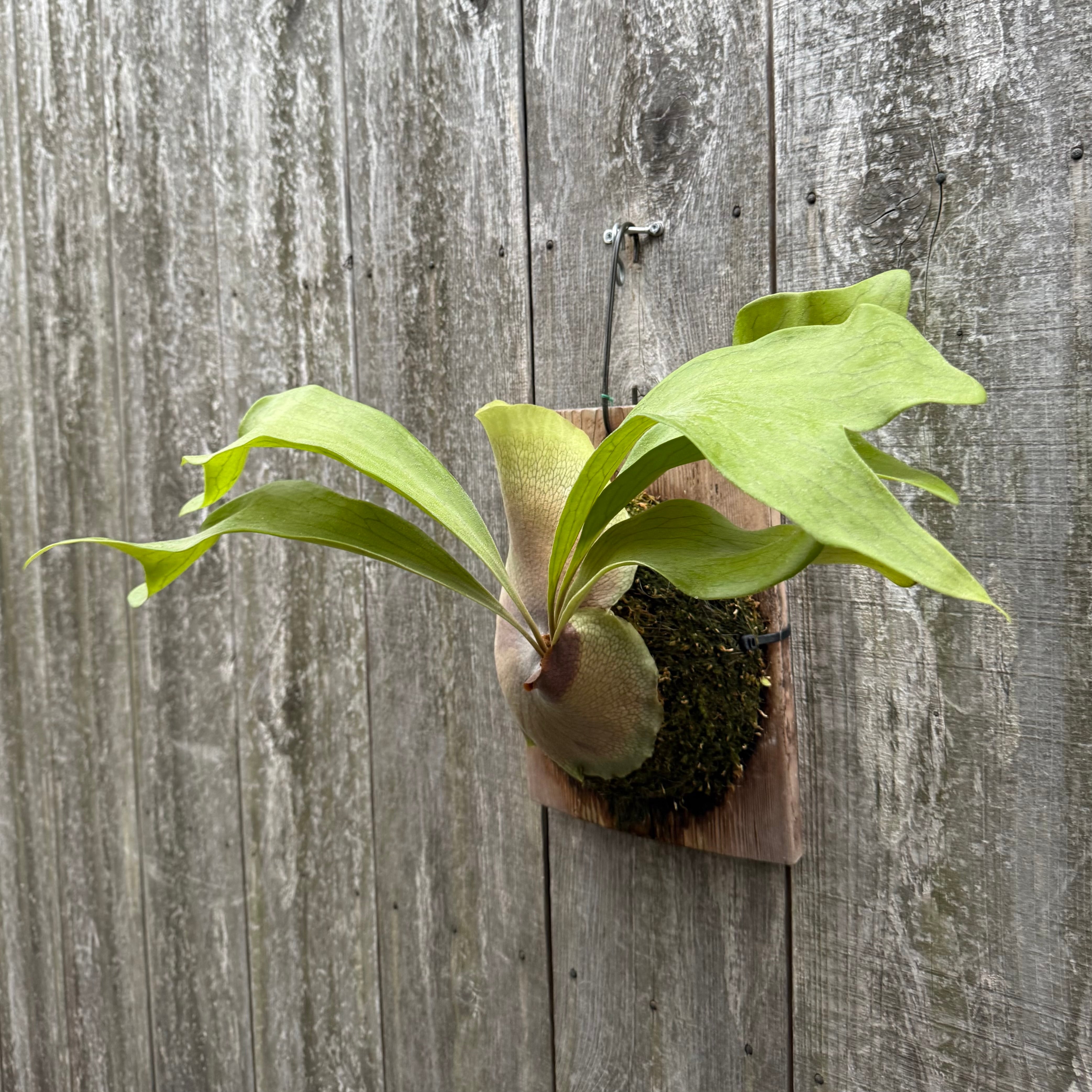 P. hillii Bangpung (pup) | naturefix