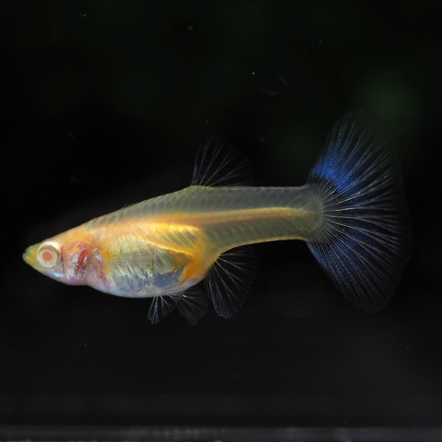 RREAラズリーレッドテールタキシード　2ペア