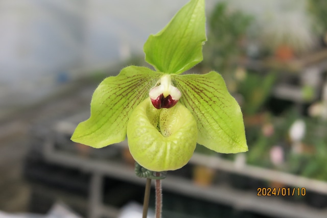 Paph.Non`s Song (Norito Hasegawa x malipoense)