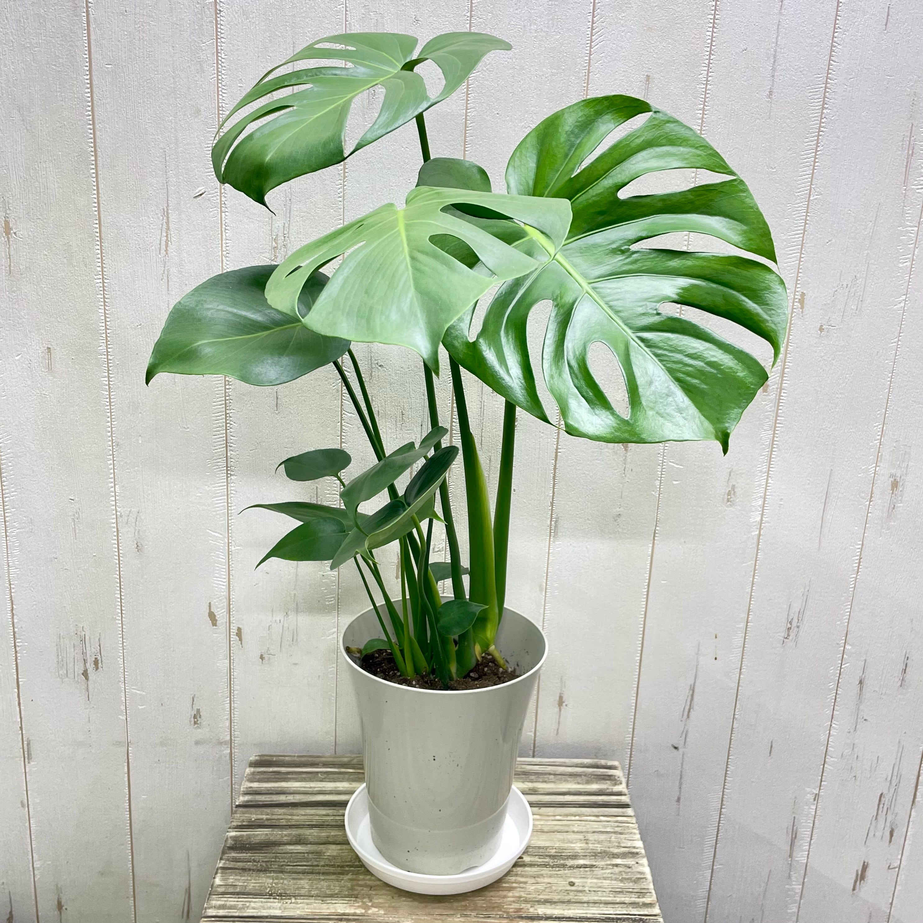 実がなる 2品種接木 オリーブの木 Oli-me（オリーミー） ネバディロ