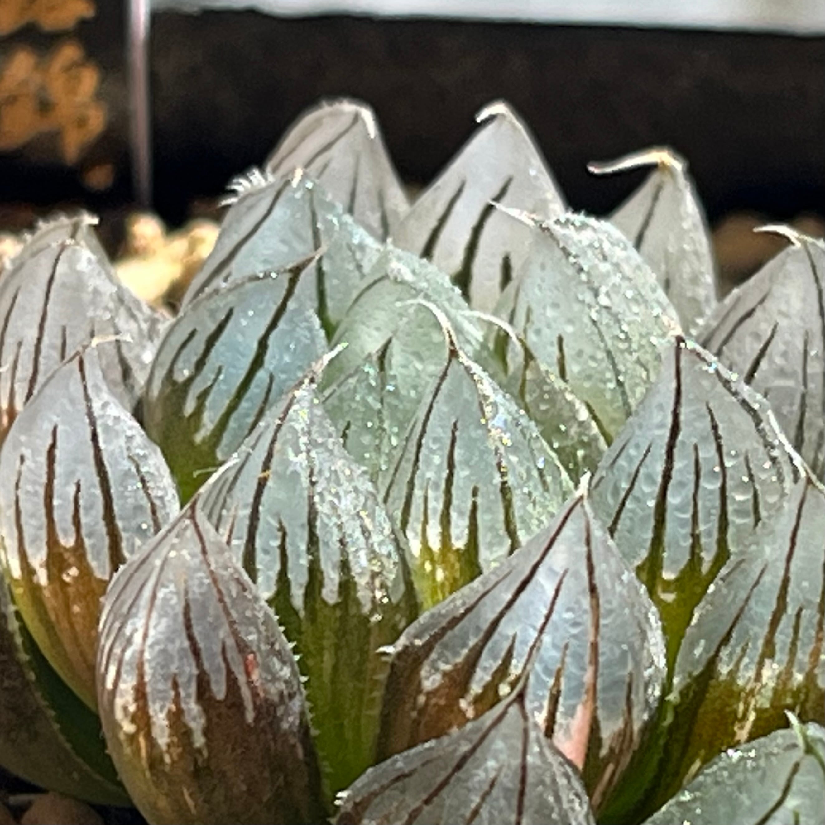 ハオルチア 黒玉露錦 霓虹灯 | mocono_plants