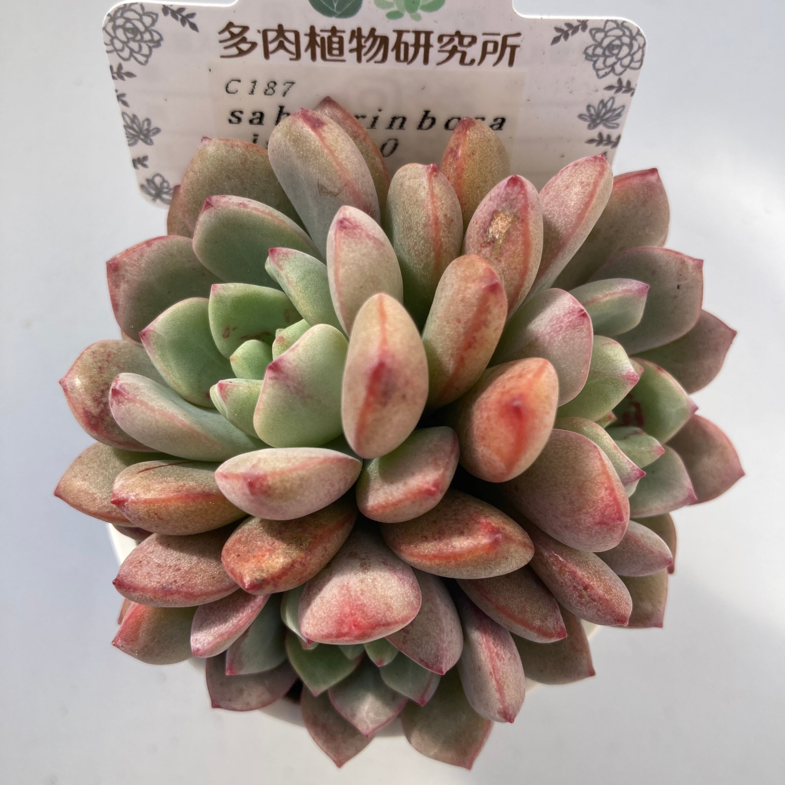 現物商品】ラウ030 x ラウイ | 多肉植物研究所