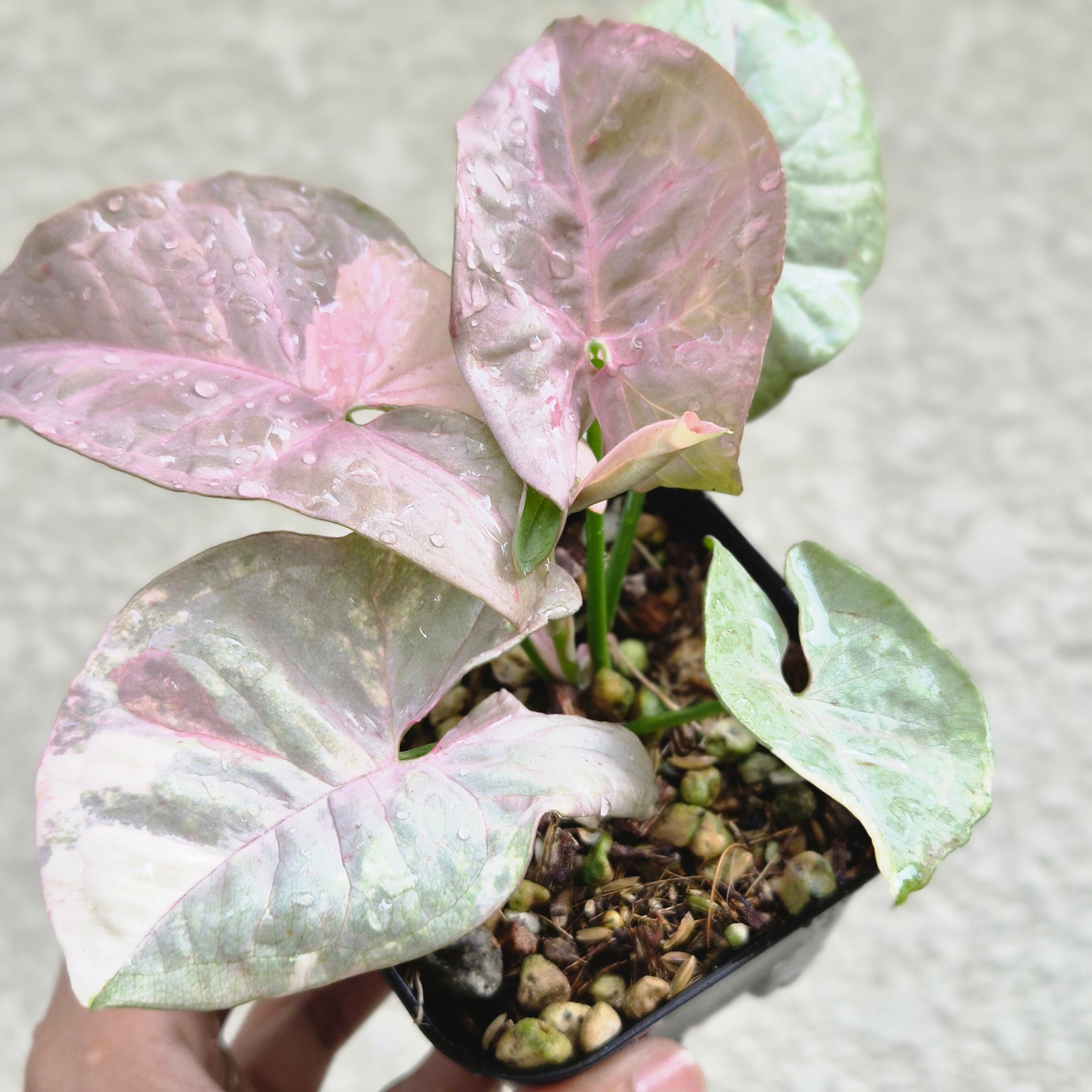 レア①《シンゴニウム・ピンクスポット・ダブルバリエガータ 》Syngonium Pink Spot Double Variegated