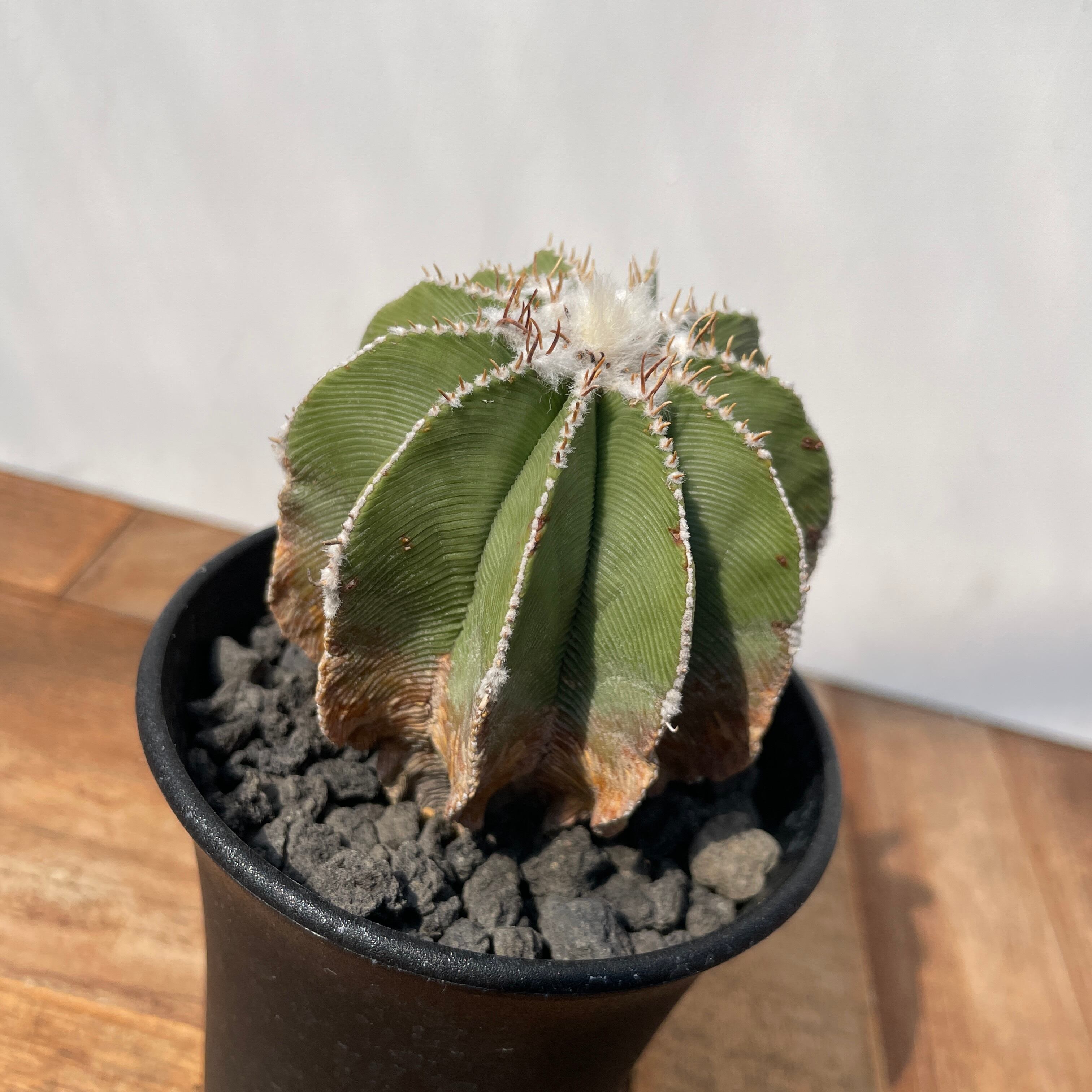 Aztekium hintonii【アズテキウム・ヒントニー・カキ仔】 | RIMO'S