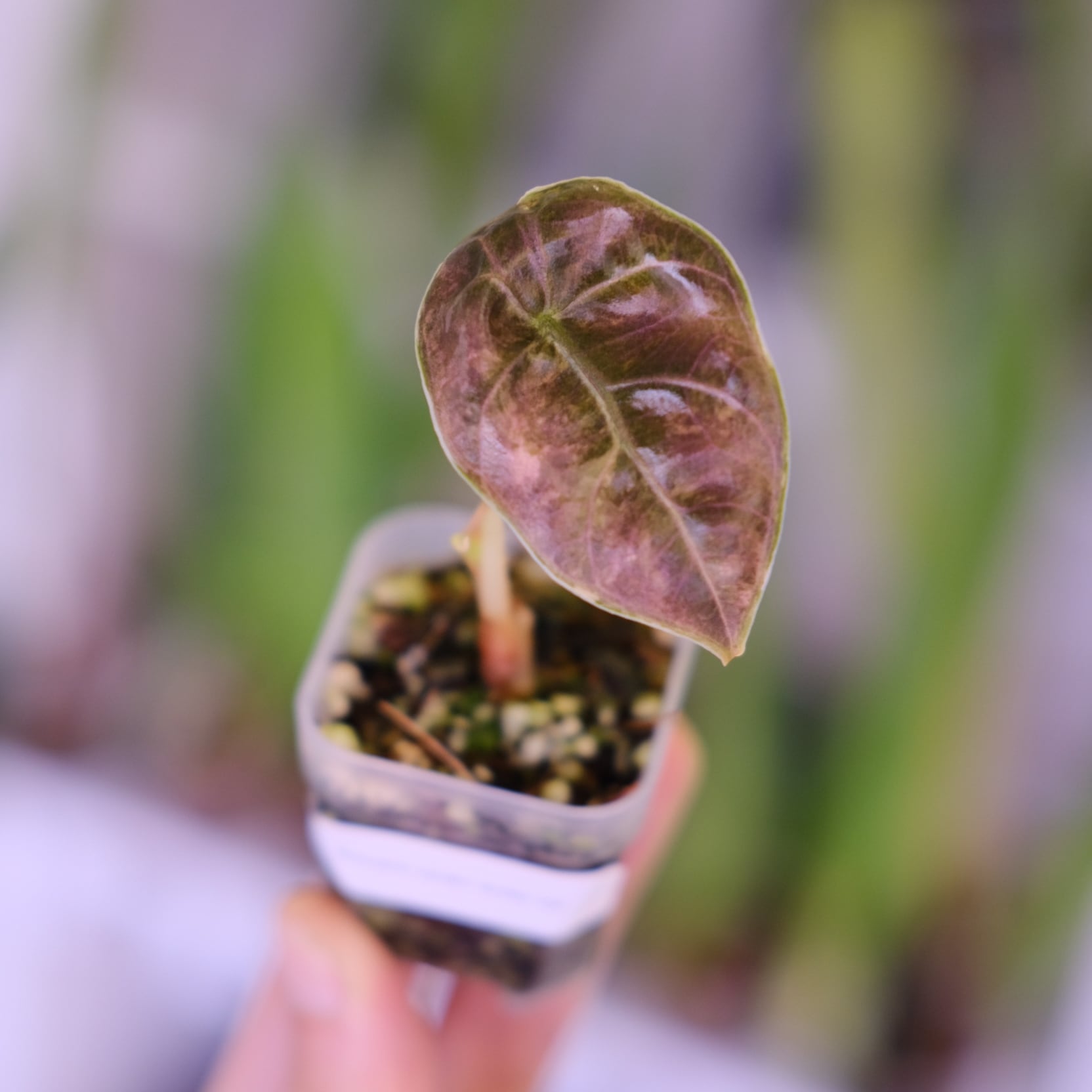 ALOCASIA HEART BALLON PINK VARIGATED / アロカシア ハートバルーン