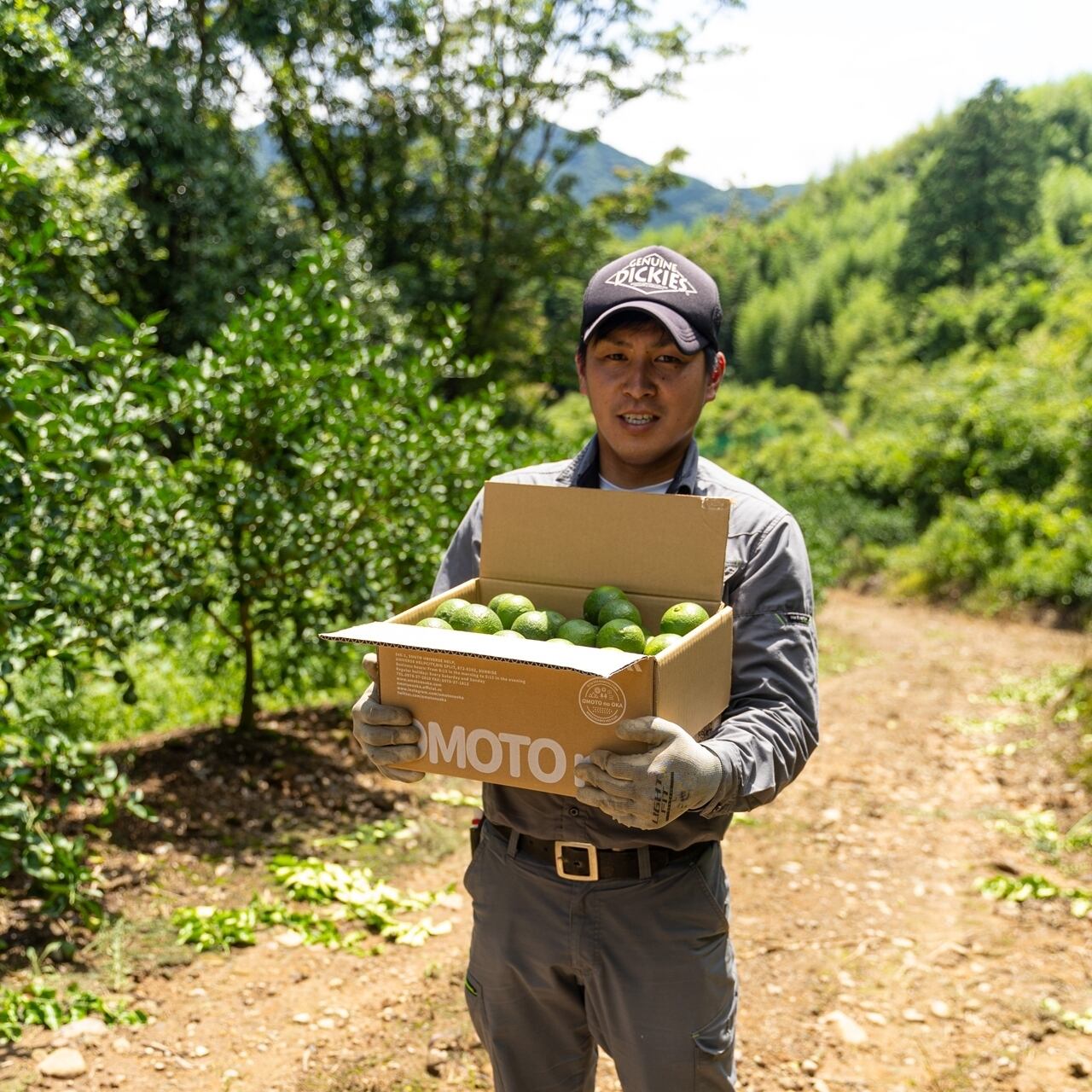 標準】超便利な種無しかぼす4kg（約35～55個） | 大分宇佐かぼす