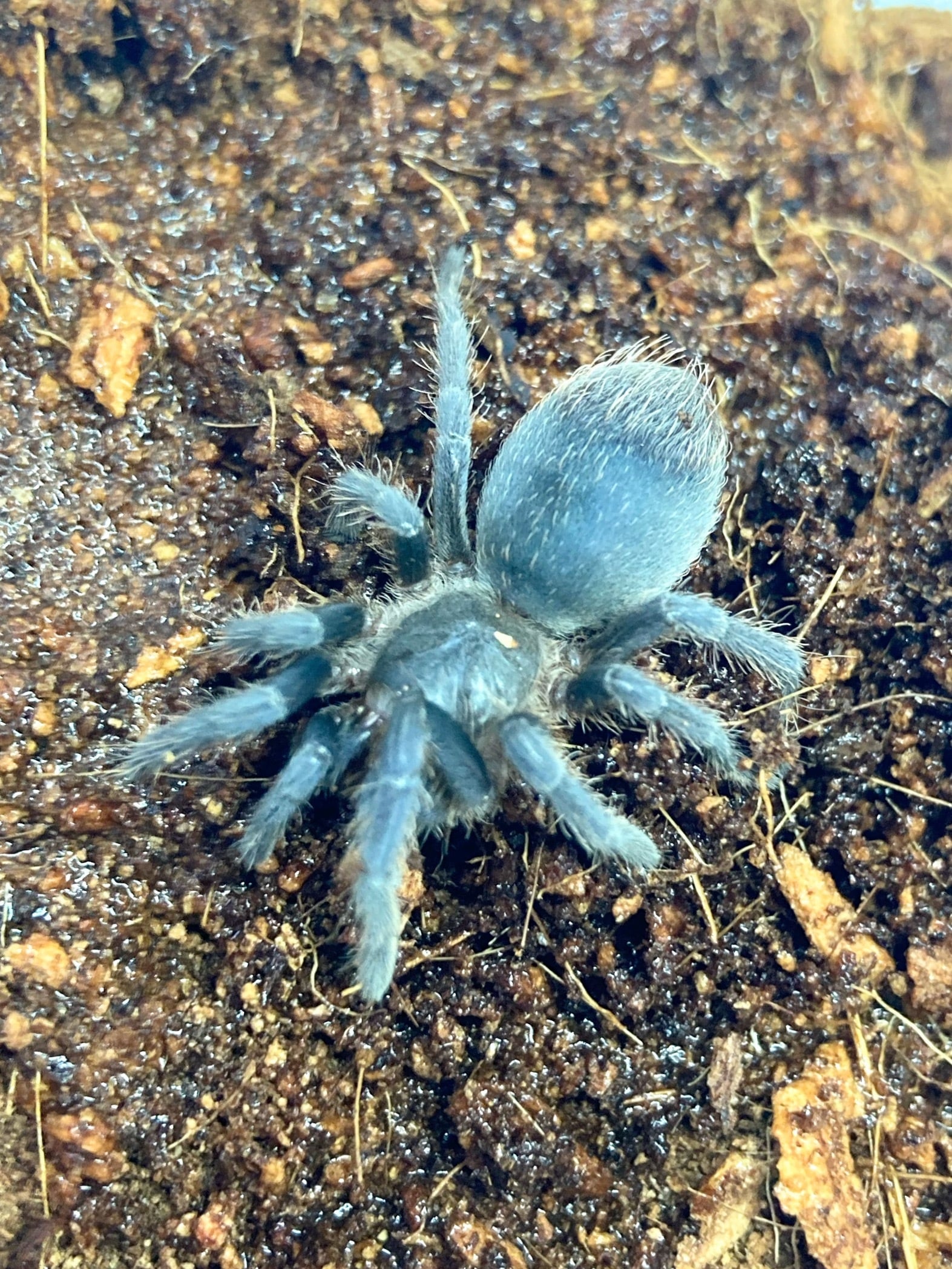 コスタリカンゼブラレッグ Melopoeus albostriatus 1匹 | まるころ
