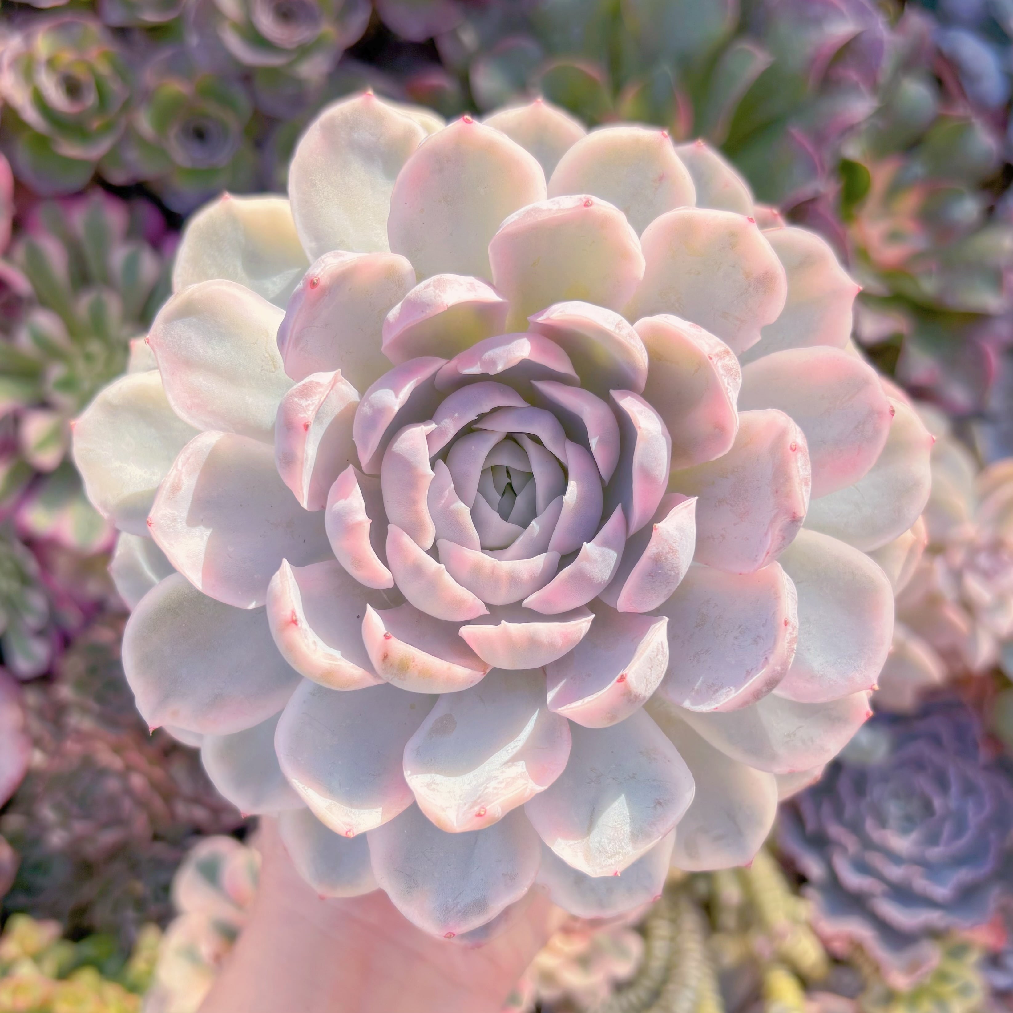 現品　スノーボール錦#3015　大苗　在庫僅少　新入荷　るる農園