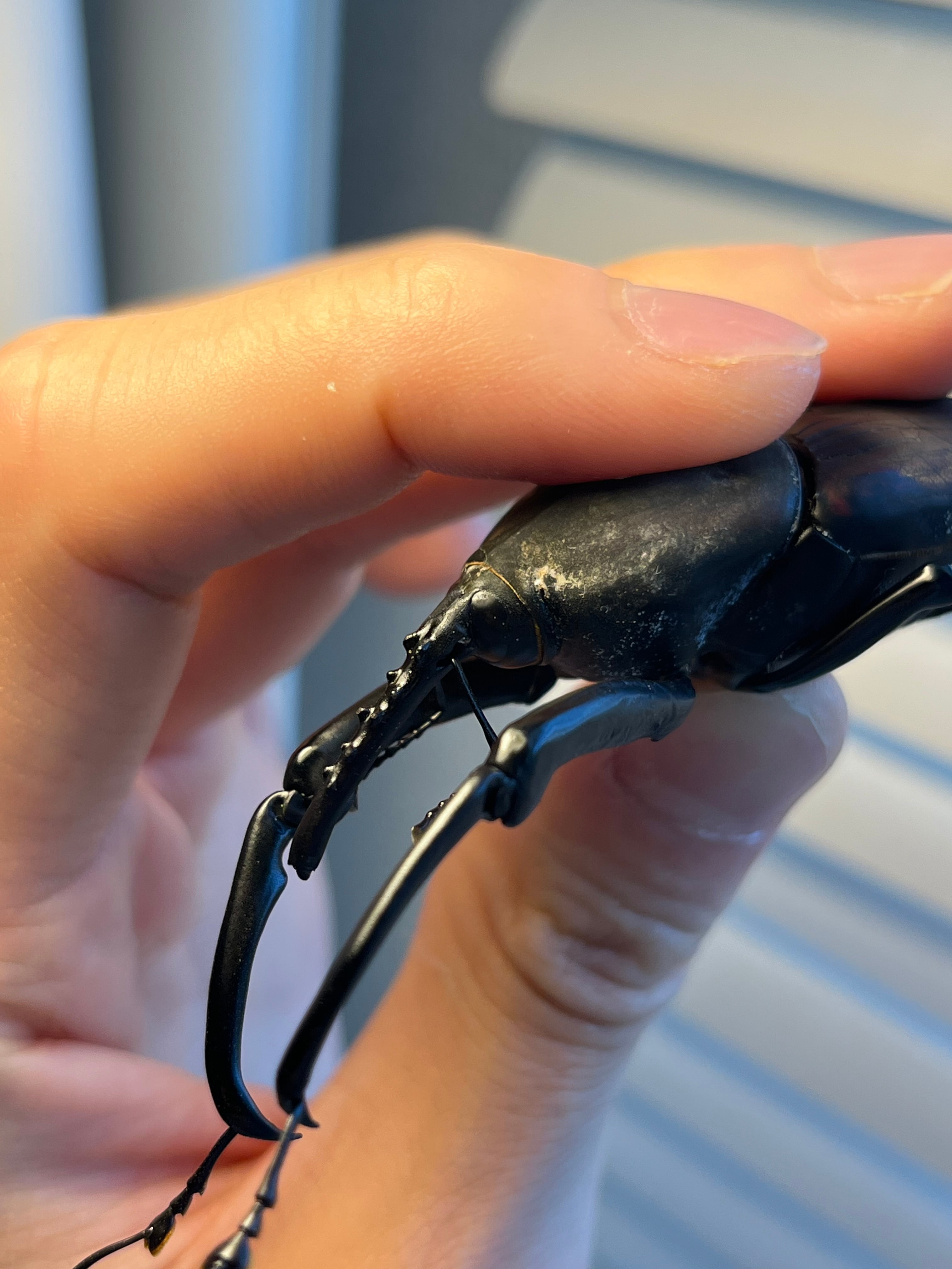 象虫最大種】タイショウオサゾウムシ 67mm カミキリ昆虫ゼリー標本甲虫