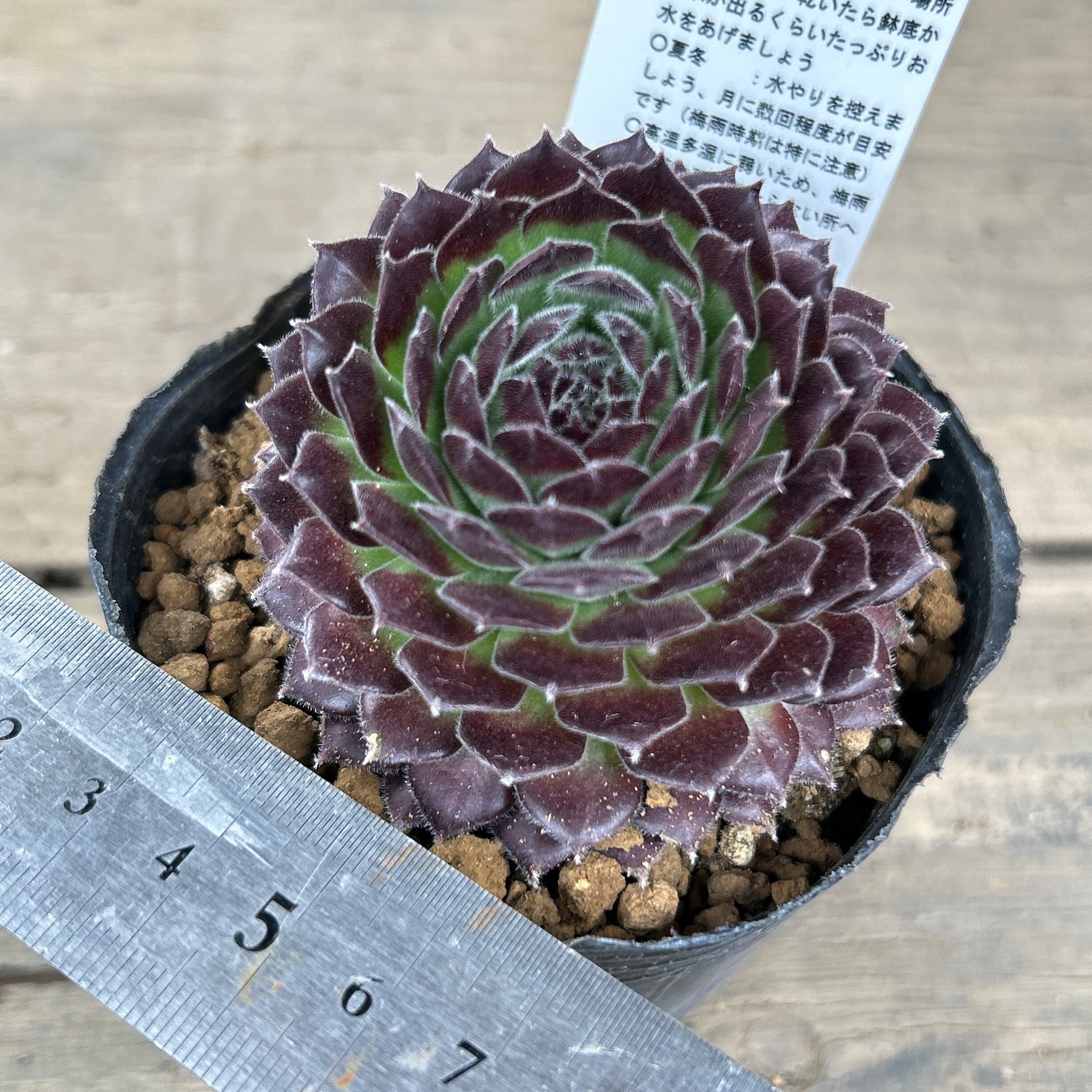 ブルーベリーアイス センペルビューム | RuPo 多肉植物専門店