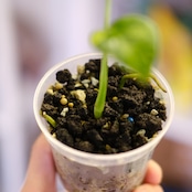 Monstera ‘Miracle’|モンステラ ミラクル|観葉植物