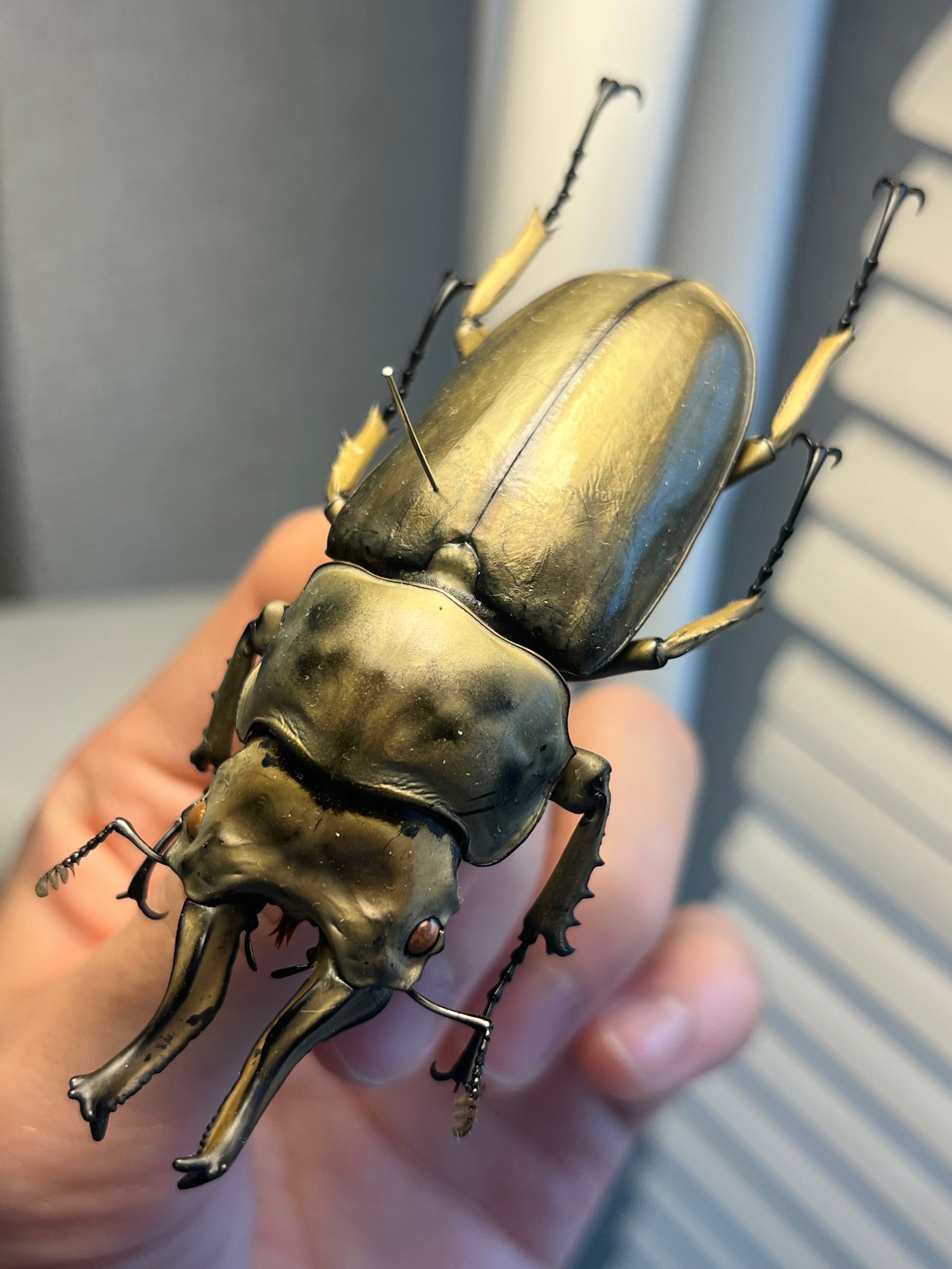 WC76mm】ローゼンベルグオウゴンオニクワガタ Allotopus タランドゥス