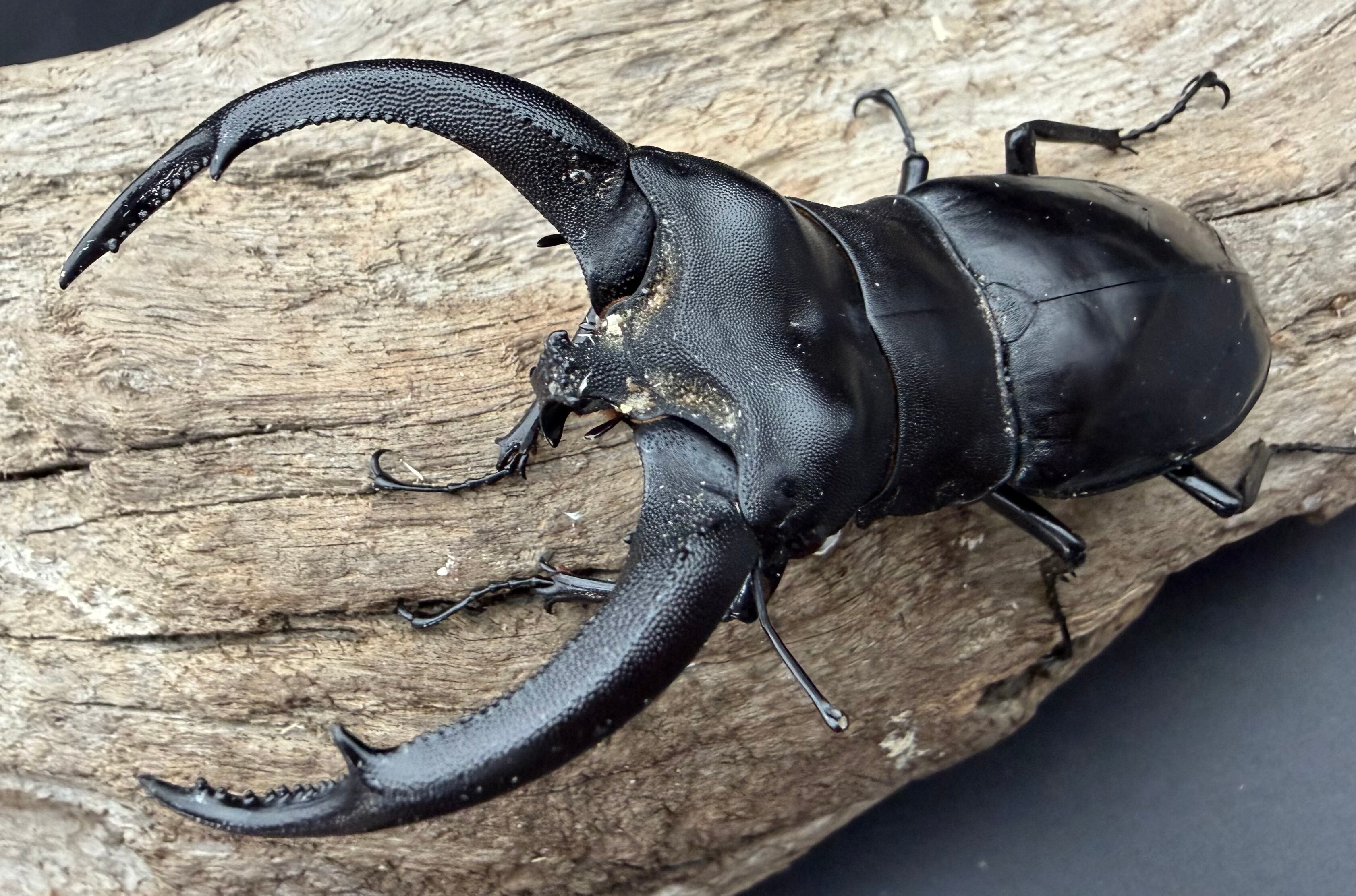 WD】《リノケロスフタマタ亜種chaudoiri 92mm A'品ペア》 | KPW公式