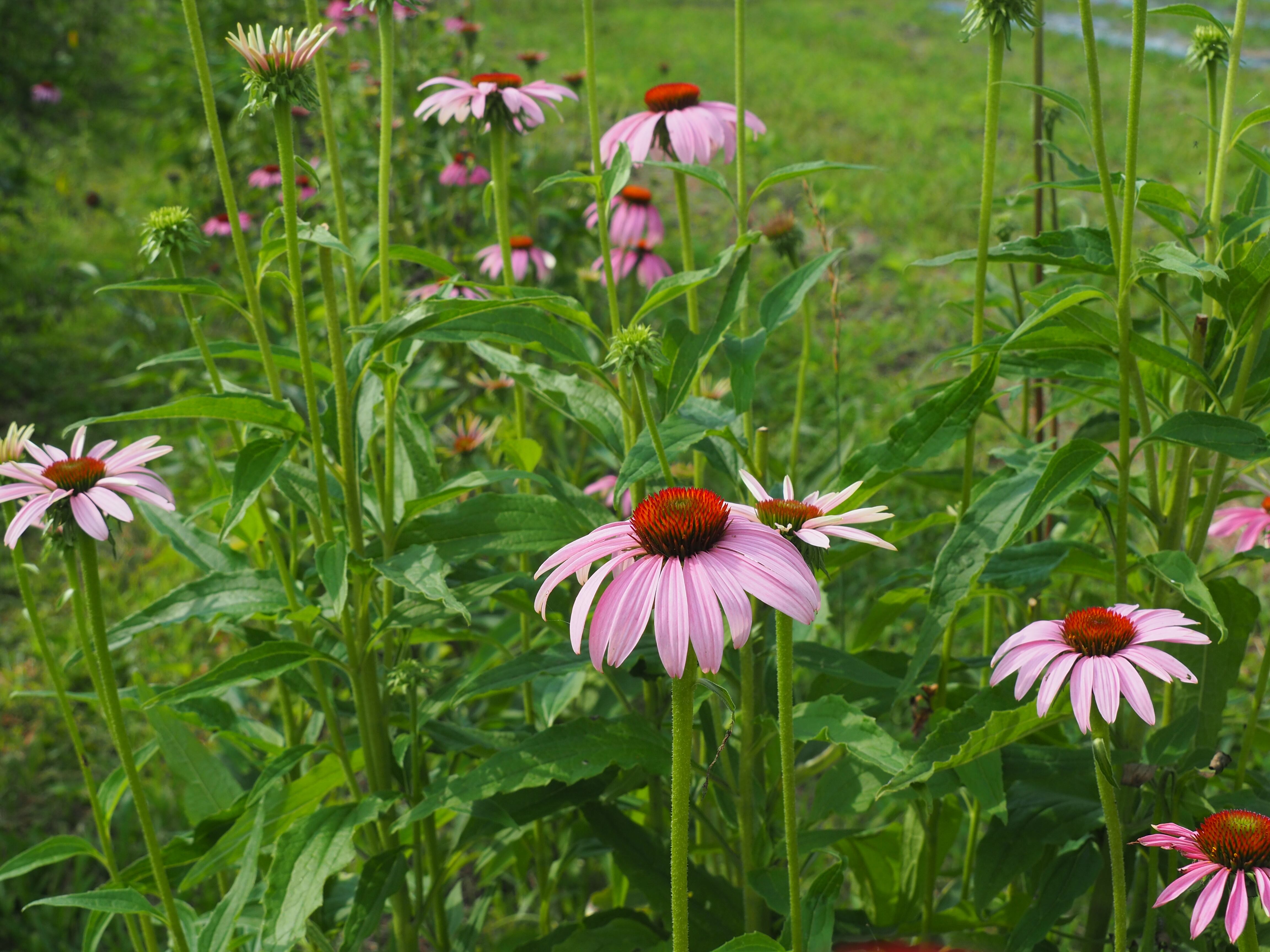 エキナセアブレンド ～ デトックスハーブティー ～ 6g | 西森ファーム