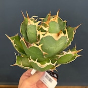 アガベ チタノタ ドラゴンクロー【154】