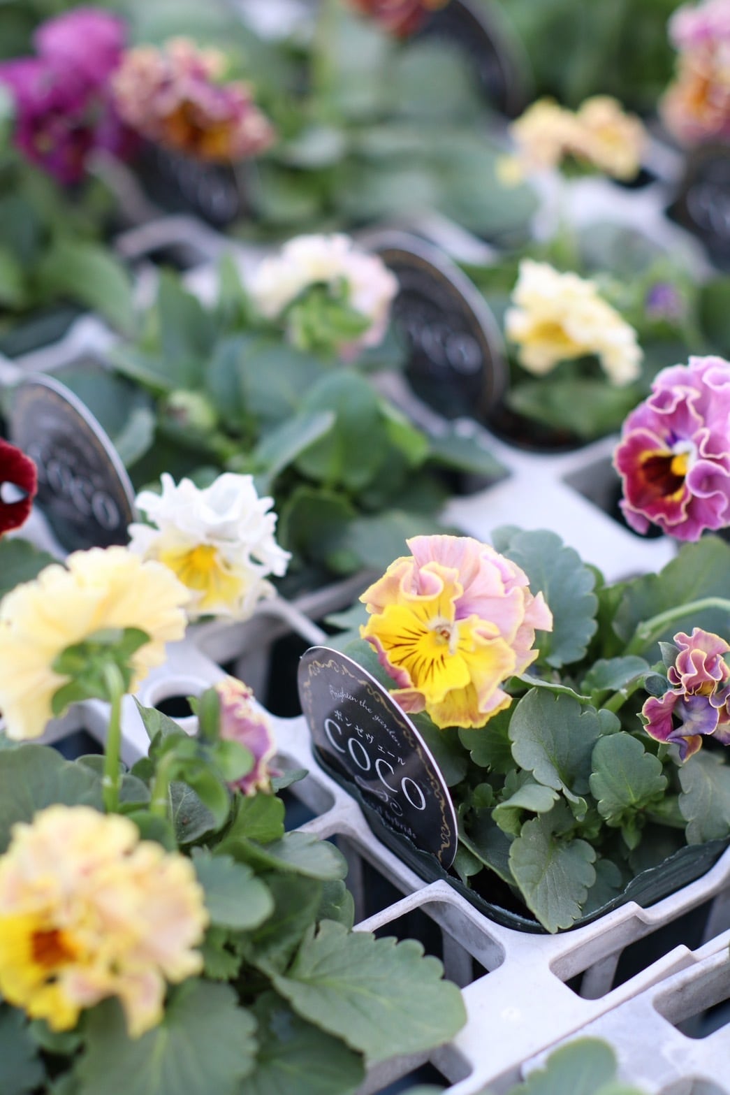 コポー 花セット ポンゼヴェールCOCO おまかせ3ポットセット！ | オニ通