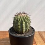 Copiapoa cinerea var. columna-alba【コピアポア・孤竜丸】