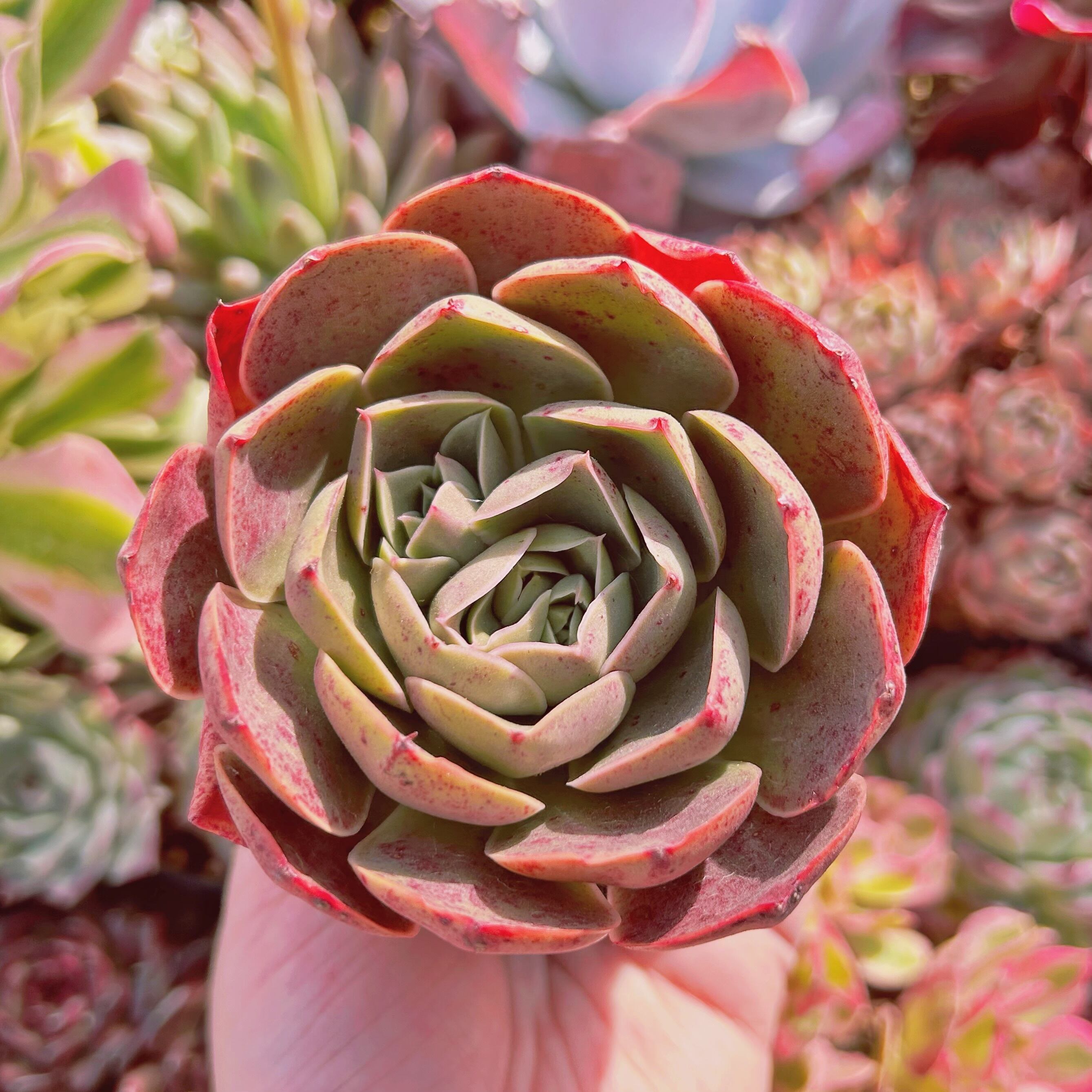 #278現物　多肉植物　redromance