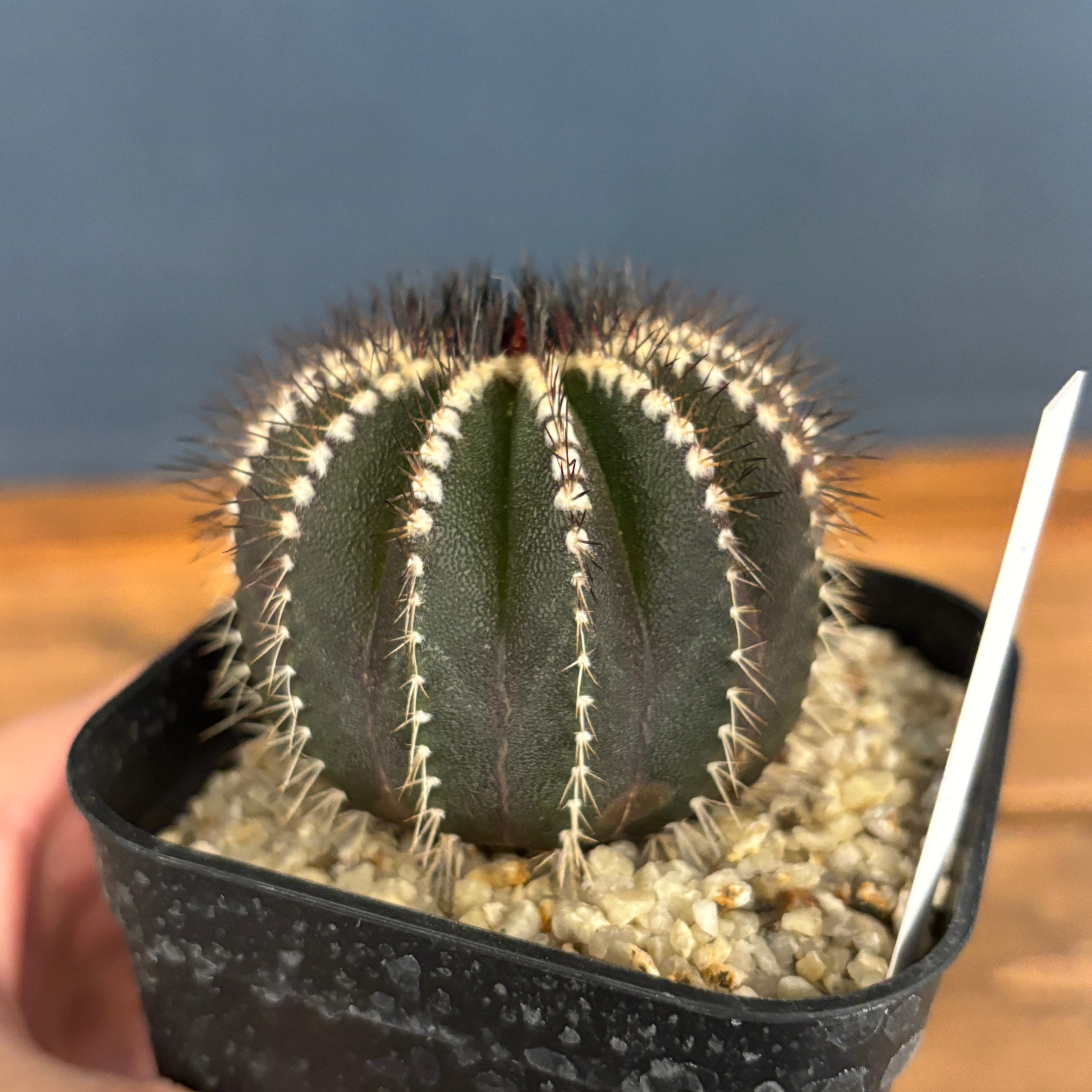 サボテン imgrc0111130156.jpg