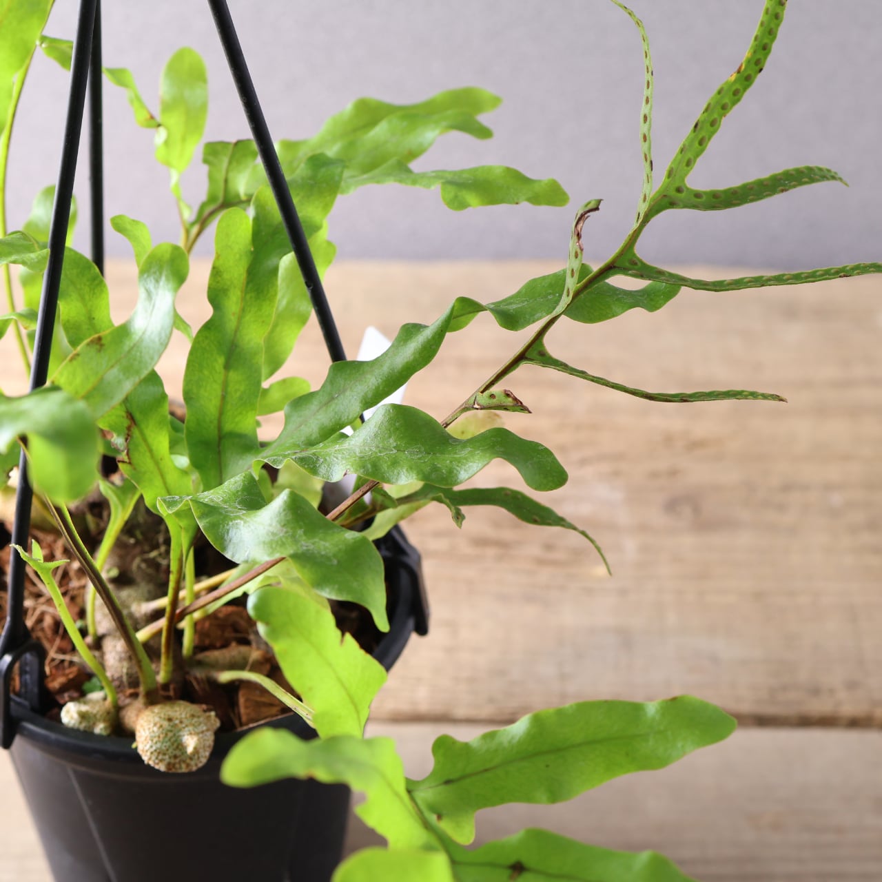 394 塊茎の中に小さな森『レカノプテリス クルスタセア』観葉植物