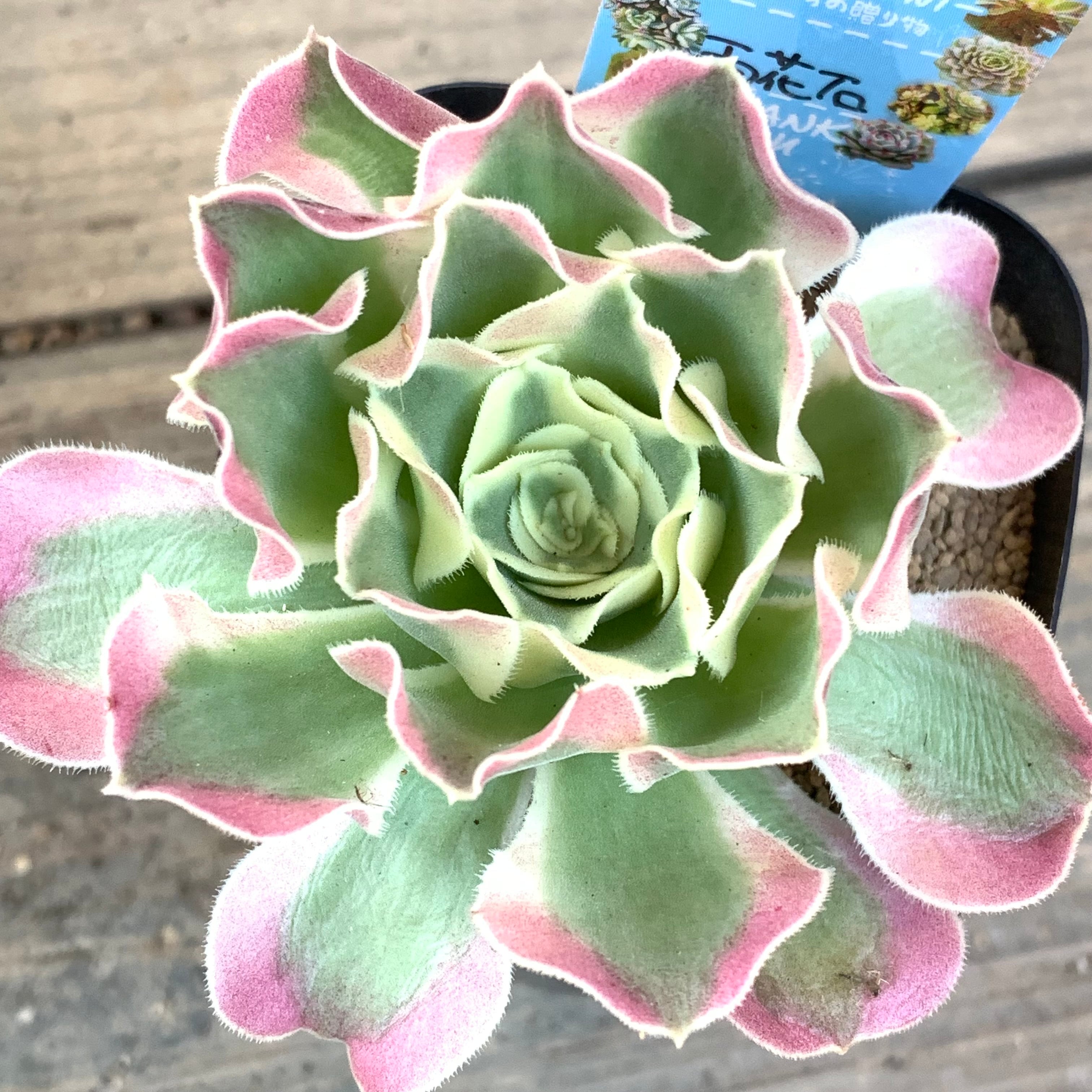 雨花石(アエオニウム) | RuPo 多肉植物専門店