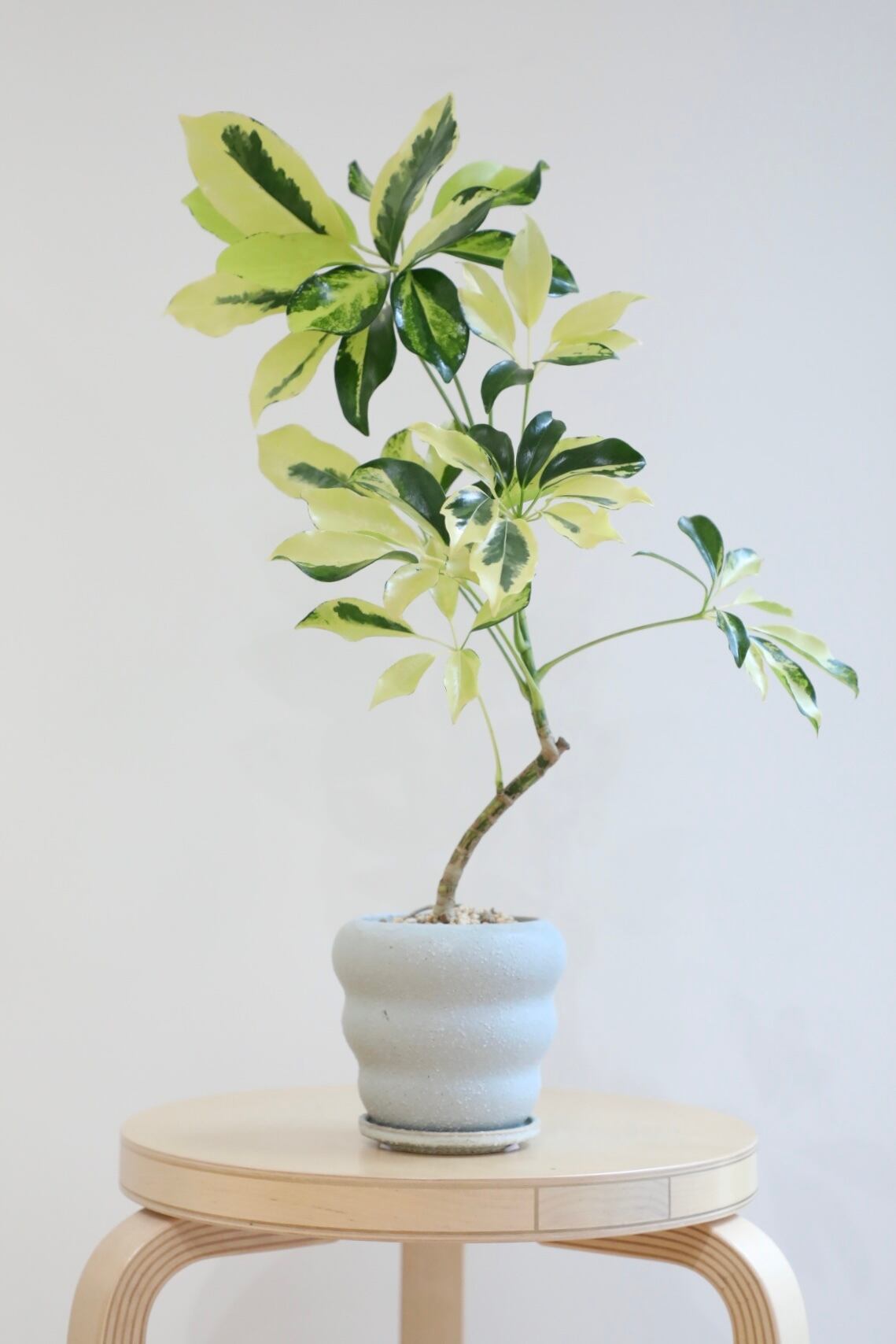 M】シェフレラ イエローバリエガータ/ Schefflera ※陶器鉢付き