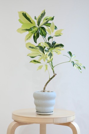 【M】シェフレラ イエローバリエガータ/ Schefflera　※陶器鉢付き