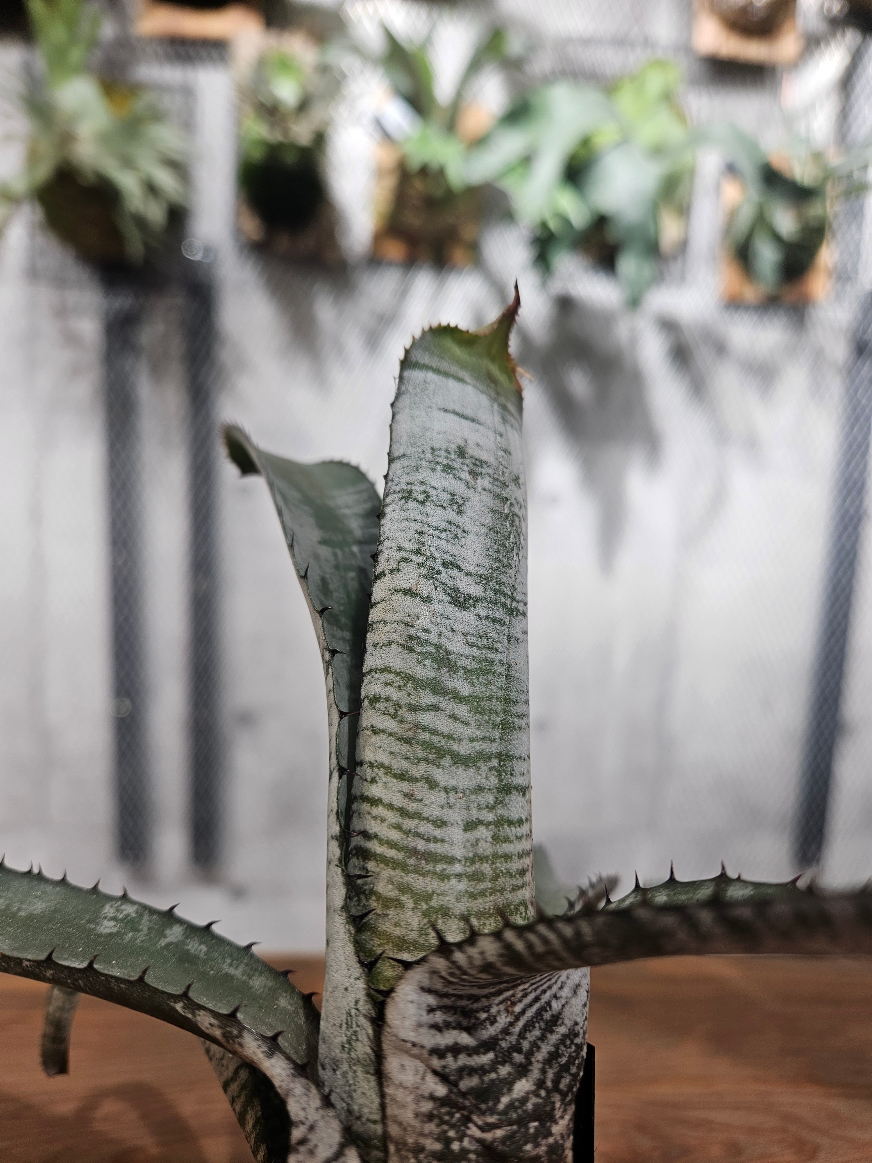 Aechmea. nudicaulis Silver Streak【artPLANTs/PLANTS GARAGE
