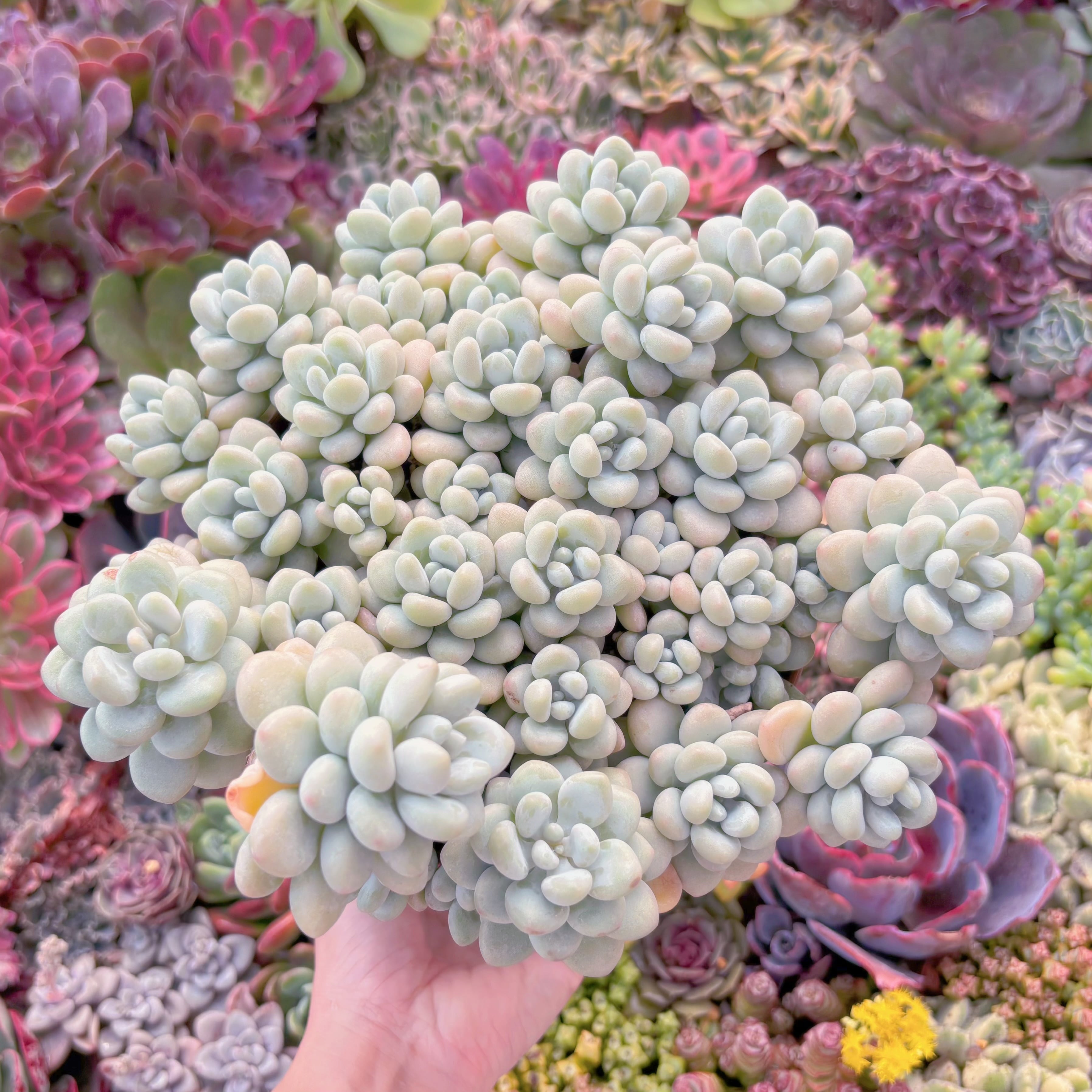 現品　マカロンxロココ#F044　特特大群生　理想的な株姿  るる農園