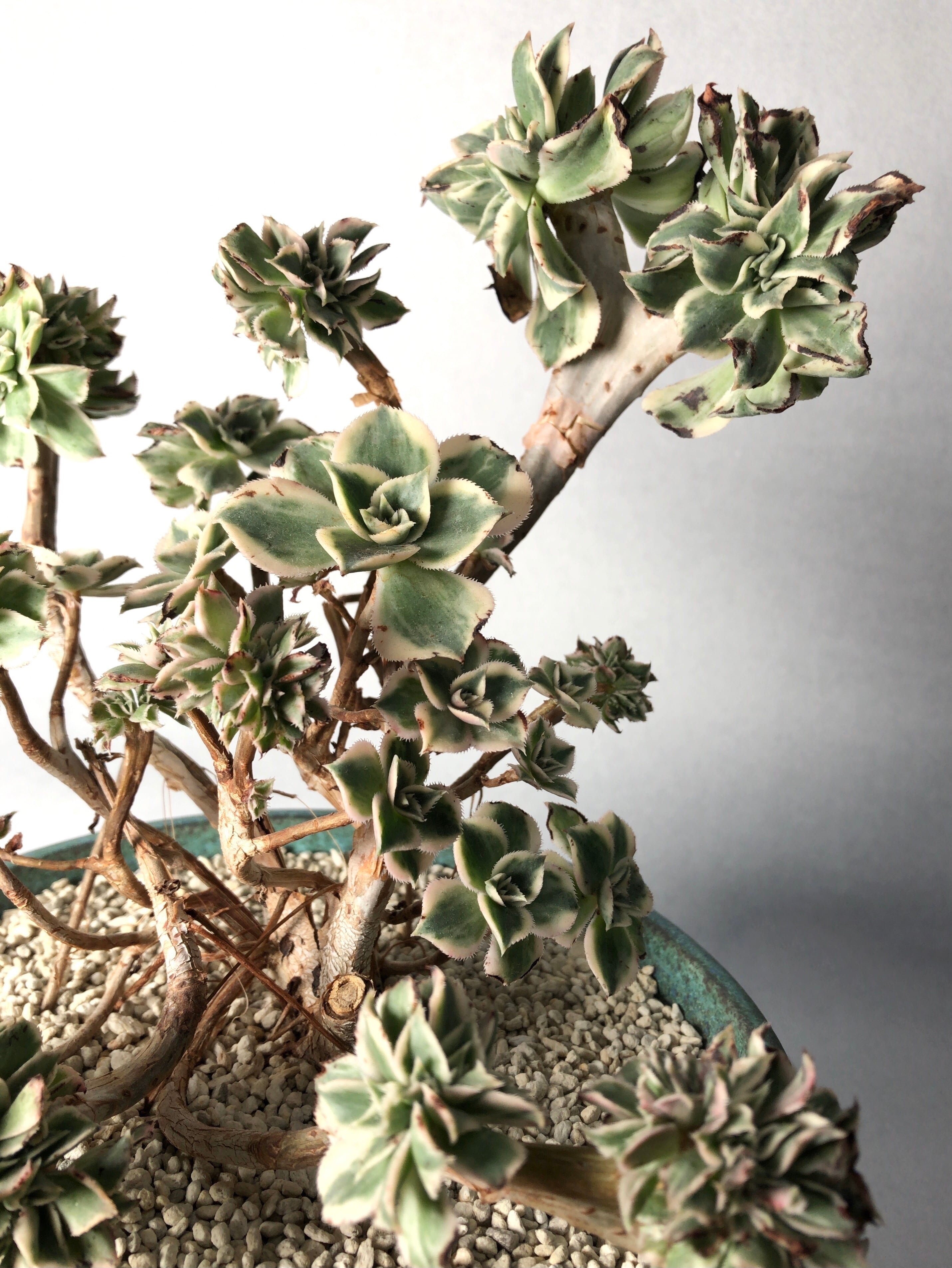 【専用】アエオニウム　綴化18点セット 専用】アエオニウム 綴化18点セット 2025年最新】アエオニウム綴化の