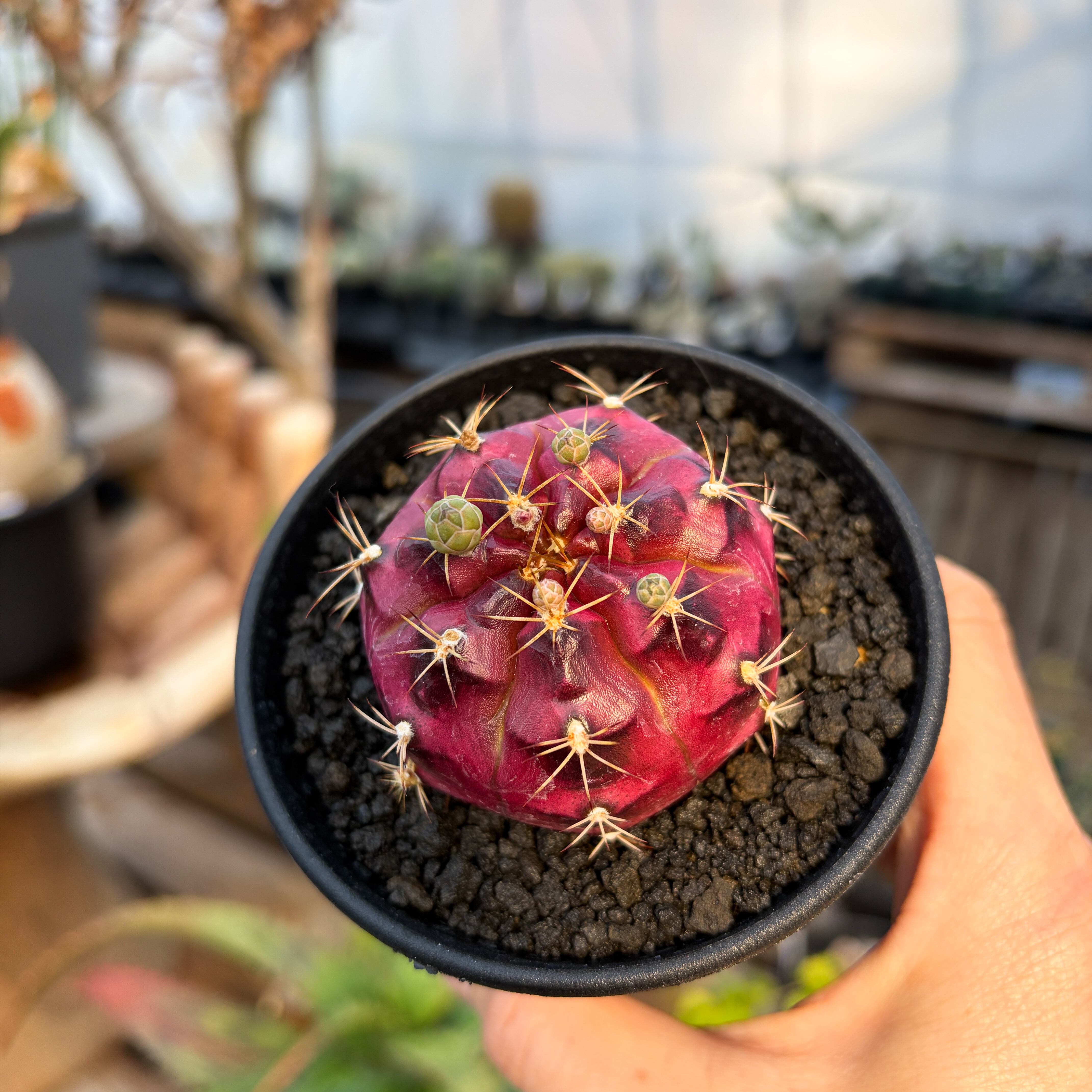 Gymnocalycium daydream【ギムノカリキウム・デイドリーム】 | RIMO'S
