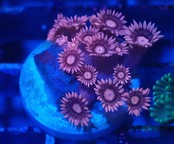 Goniopora Pink 1
