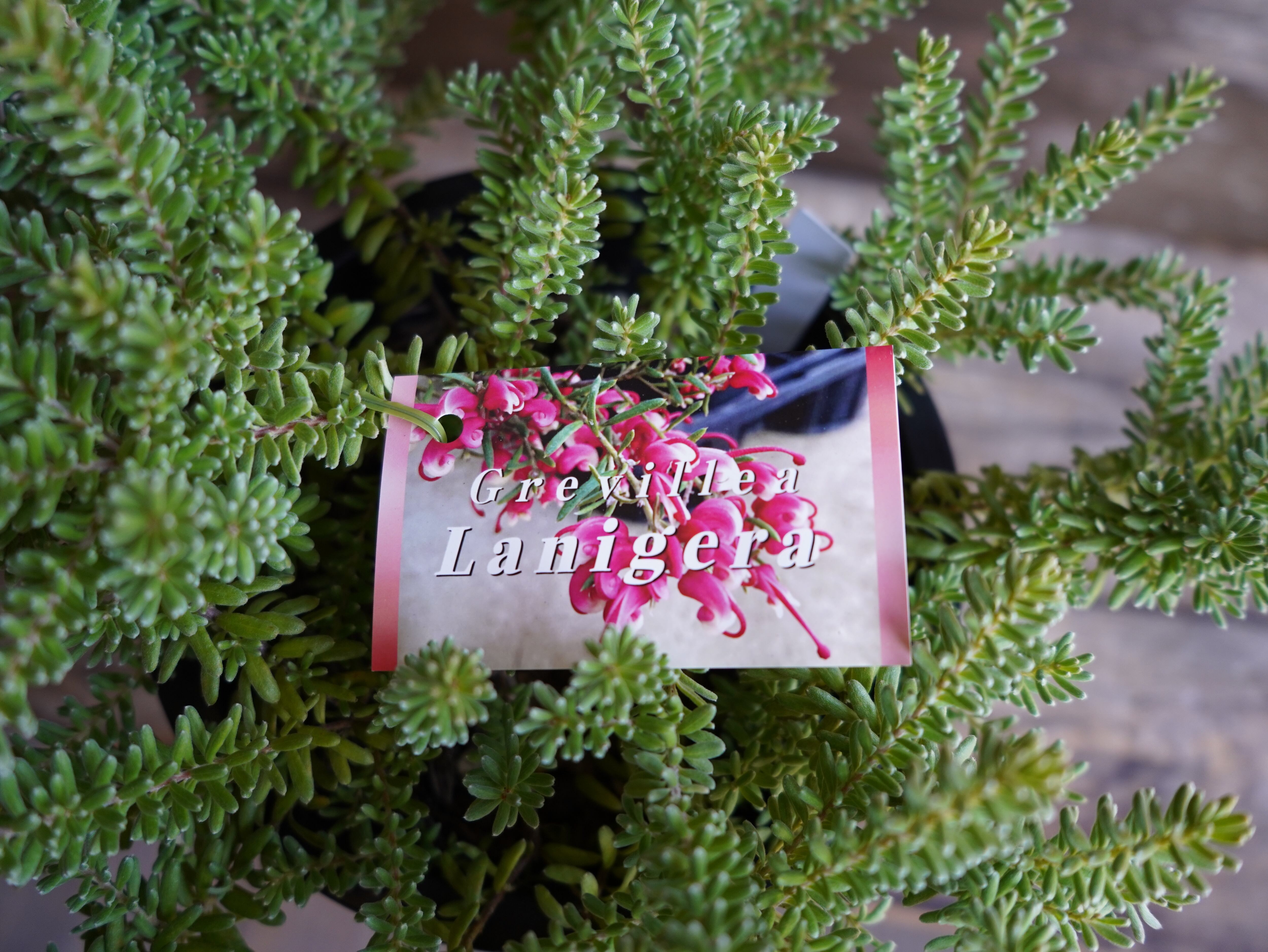 【現物】グレビレア ”ラニゲラ” C