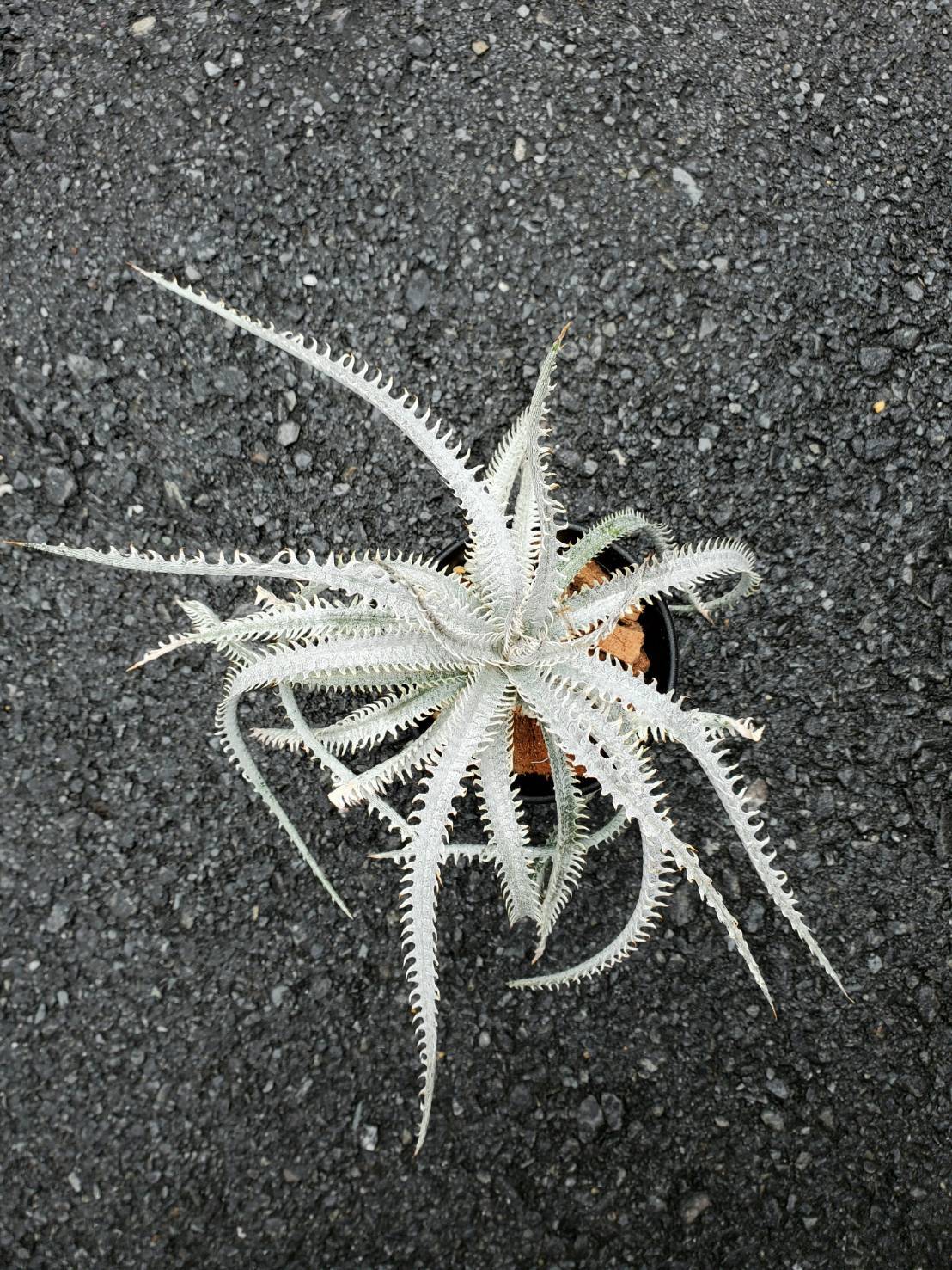 Dyckia Nagas 【artPLANTs】ディッキア/ブロメリア | artPLANTs