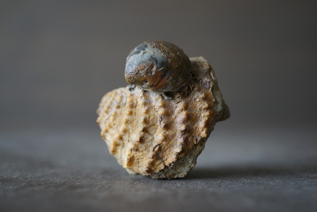 ドイツ産トリゴニア化石　二枚貝付き Trigonia interlaevigata 1047